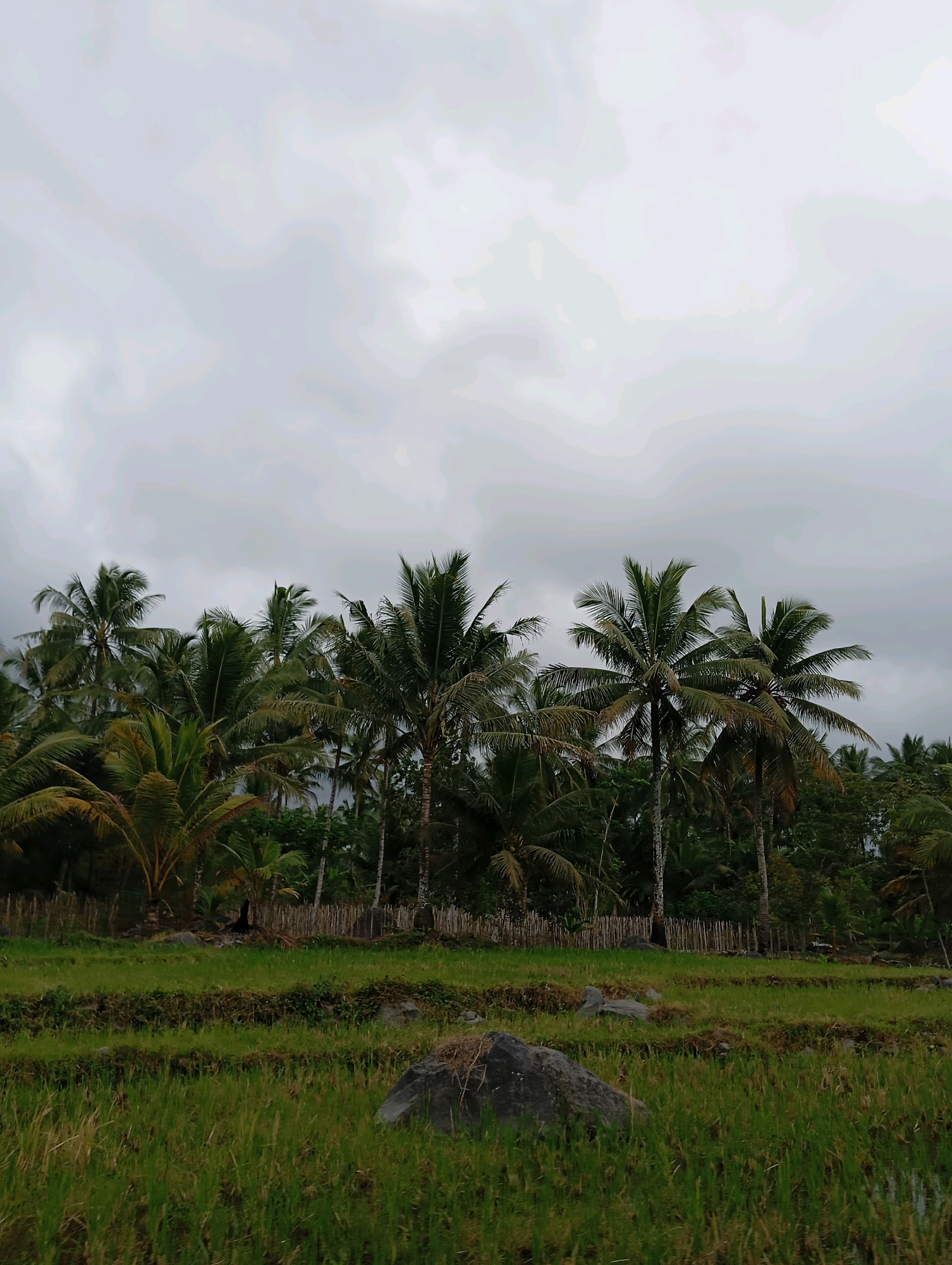 In Kloposawit, Indonesia, a photograph captures a rural landscape under a heavily overcast sky. The scene is dominated by a dense grove of palm trees, their fronds a mixture of green and brown, suggesting a tropical environment. Behind the palms, a rustic fence made of what appears to be bamboo or reeds demarcates a boundary. The foreground is a vibrant green rice paddy, its tiered levels indicative of terraced farming. Several large, dark gray rocks are scattered within the paddy, adding a natural, rugged element to the otherwise cultivated scene. The overall atmosphere is subdued, likely due to the cloudy weather, with a sense of natural tranquility pervading the image.
