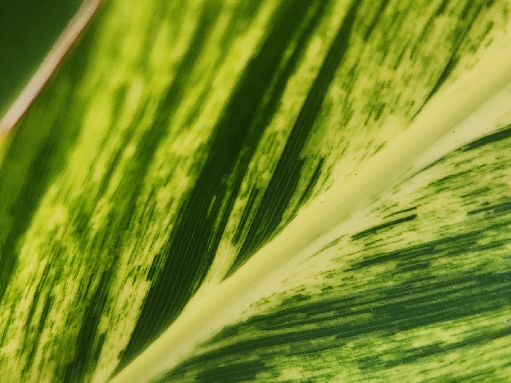 This is an extreme close-up, macro photograph of a variegated green leaf. The leaf exhibits a pattern of alternating stripes and streaks of dark green and pale yellow-green. The texture of the leaf appears slightly glossy and has a visible veining structure running diagonally across the frame. There is a central, lighter colored rib or vein that is prominent in the lower half of the image. The lighting highlights the texture and color variations of the leaf surface. The image is a detail shot, focusing on the intricate patterns of the plant's foliage.