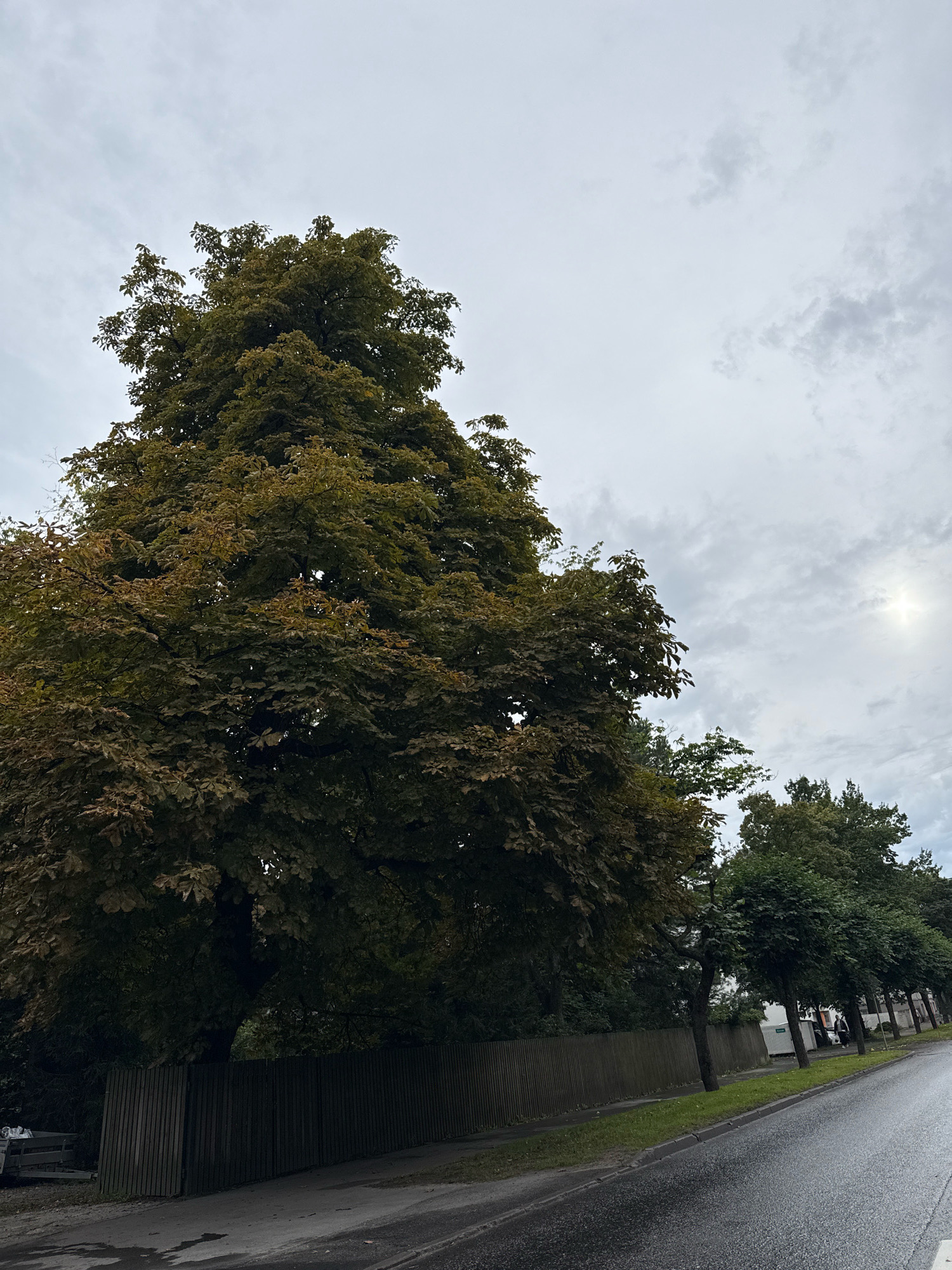 A street view in Tallinn, Estonia, captures a cloudy day with a slightly overcast sky and hints of the sun peeking through. In the foreground, a wet asphalt road curves to the right, bordered by a sidewalk and a grassy verge. A dark wooden fence runs along the left side of the road, separating it from a dense cluster of trees. The most prominent tree on the left is large and leafy, with some foliage exhibiting autumnal colors. Further down the road, a line of uniformly shaped trees forms an avenue. On the right side of the road, the sun creates a subtle lens flare effect in the upper right quadrant of the image. A few indistinct figures can be seen walking on the sidewalk further down the street, and parked vehicles are visible near the buildings in the distance.