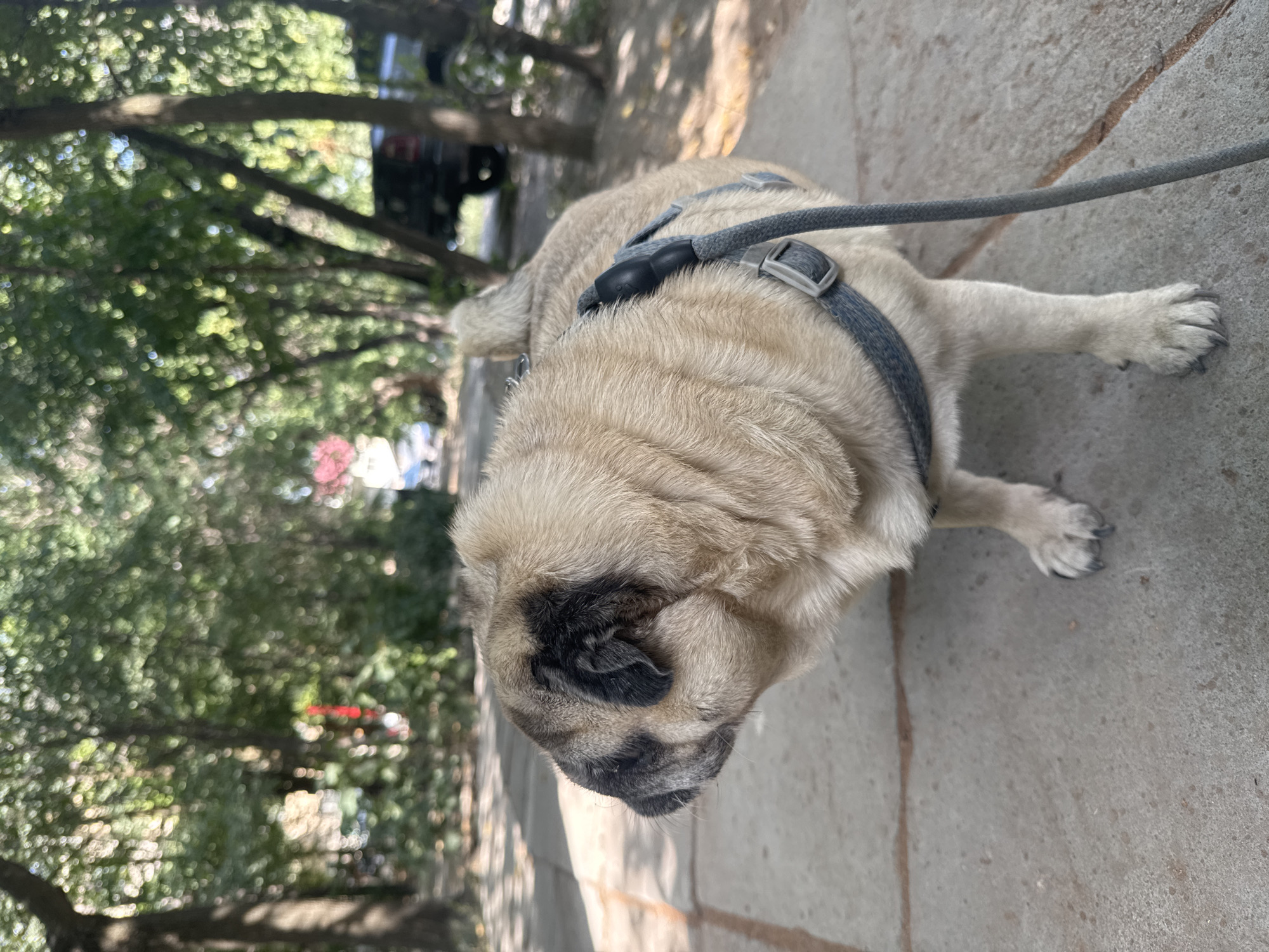 A pug dog wearing a harness stands on a paved path lined with trees. The dog is facing left, with its head turned away from the camera. The background is blurred, showing more trees and some vehicles. The path appears to be made of concrete slabs with some sand or dirt in the cracks. The sunlight filters through the trees, creating dappled shadows on the ground. The scene suggests an outdoor setting, possibly a park or a tree-lined street within Bishkek City, Kyrgyzstan, given the vegetation and common urban elements.