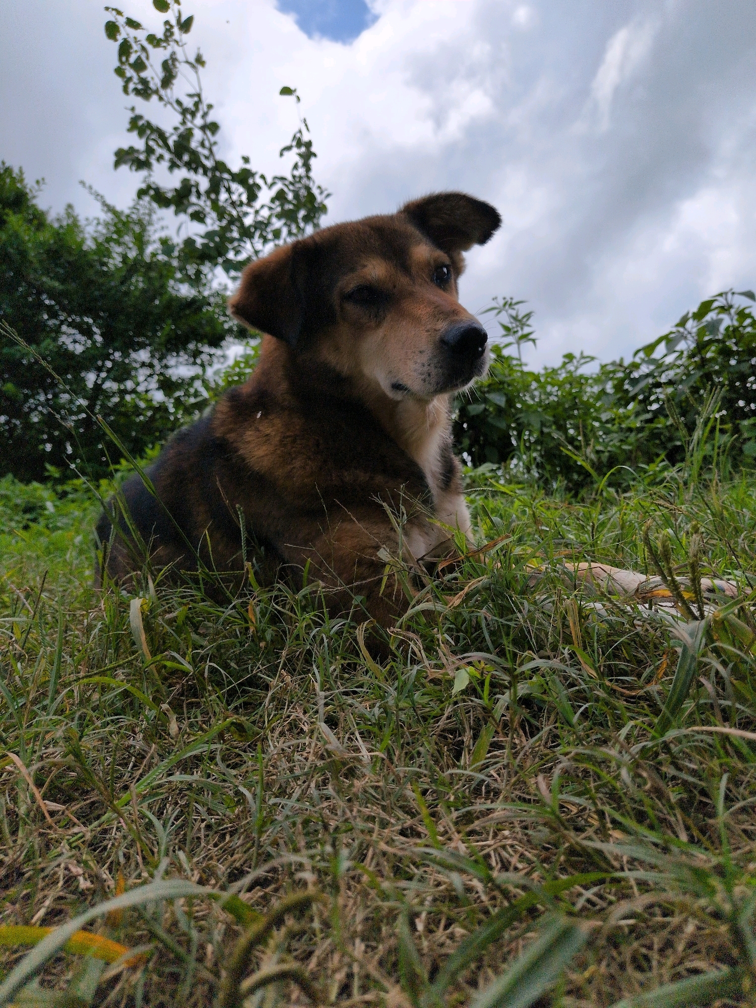 A medium-sized dog with brown and black fur is lying down in tall green grass. The dog is positioned in the lower center of the frame, looking to its right with one eye open and the other closed. Its ears are perked up, and its snout is pointed slightly upwards. Behind the dog, lush green bushes and trees form a natural backdrop. The sky above is cloudy with patches of blue visible. The image appears to have been taken outdoors in a natural setting, likely in Kapurkot, Nepal, given the surrounding vegetation and cloudy sky, which are common in the region. The low angle of the photograph emphasizes the grass in the foreground, creating a sense of immersion in the natural environment. There are no other visible subjects or objects in the scene.