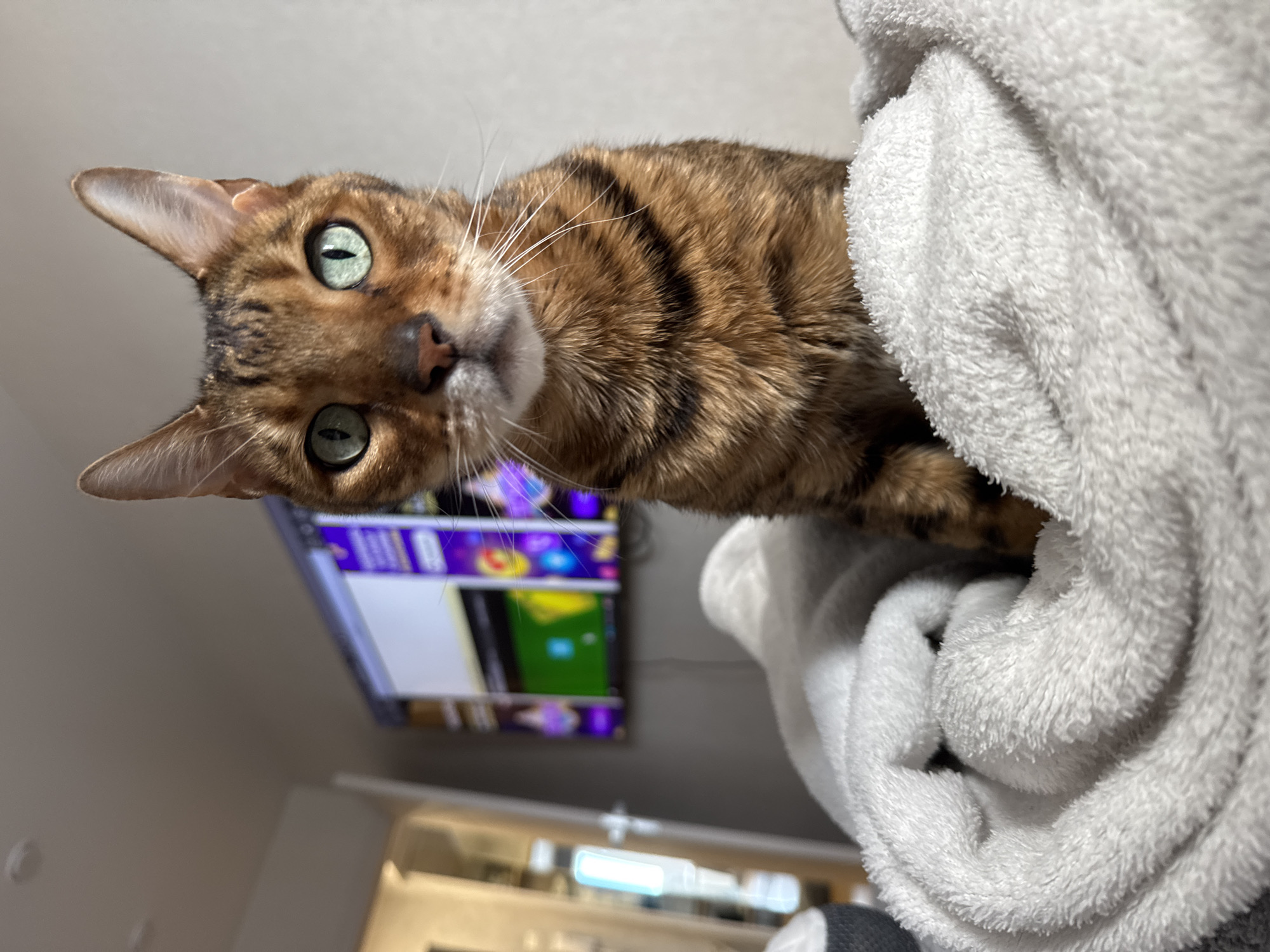 A Bengal cat is nestled in a white, plush blanket. The cat's head is tilted to the left, and it is looking towards the camera with its green eyes. A television is visible in the background, displaying colorful content. The background includes a white wall and a light fixture. The location is Unknown, Unknown.