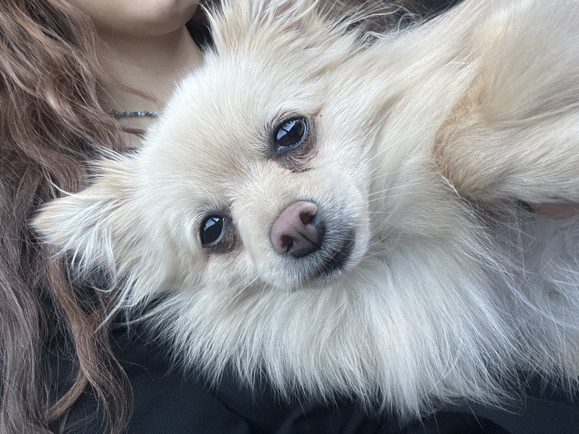 A close-up shot focuses on a light-colored, fluffy dog with a pink nose and dark eyes. The dog is being held by a person with brown hair. A silver-colored chain or necklace is visible on the person's neck. The person is wearing a black garment. The photo appears to be taken indoors, possibly inside a vehicle. There's no information that confirms that the location is in the city of Dolni Bogrov, Bulgaria.