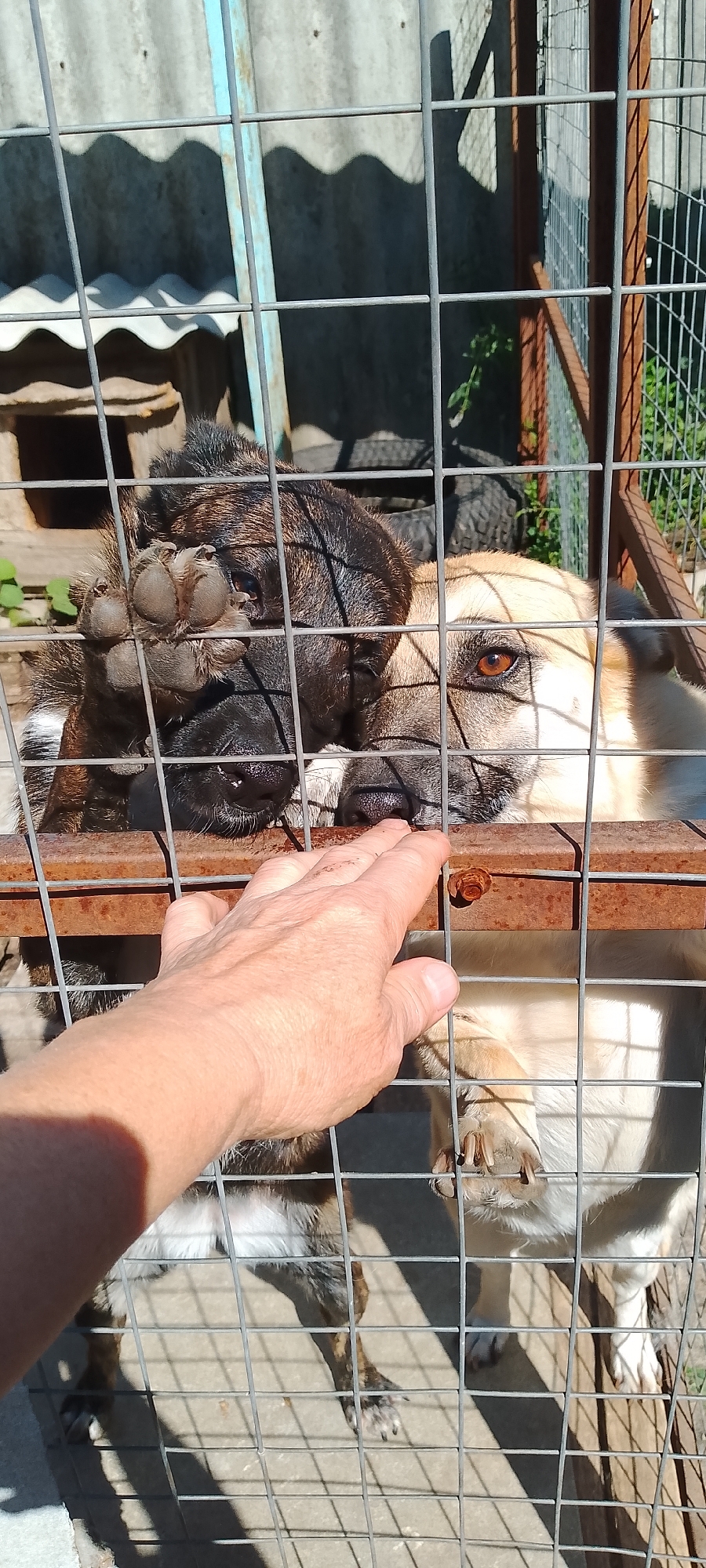 The image shows two dogs behind a wire fence, possibly in a dog shelter or enclosure. The dog on the left is dark-colored with a paw resting on the fence. The dog on the right is lighter-colored with amber eyes, looking towards the fence. A person's hand is reaching through the fence towards the dogs. The environment appears to be outdoors with a corrugated metal roof visible in the background and sunlight casting shadows. This scene could be located in a dog shelter in Belgorod, Russia.