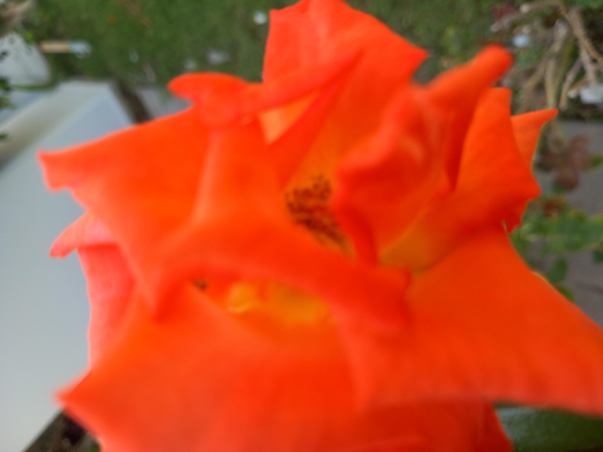 A blurred, close-up, outdoor, eye-level, medium shot of an orange rose with its petals unfurling. The rose occupies the majority of the frame, its vibrant orange petals are soft and rounded, with some petals appearing creased and layered. The center of the rose is dimly lit, with hints of yellow and darker speckles visible. The background is out of focus, showing a patch of green grass and what appears to be a light-colored wall or building. The lighting suggests it is daytime, possibly late afternoon, with soft shadows indicating natural light. No people are visible in the image. The scene appears to be a garden or outdoor setting. The location is the city of Kos, Greece.