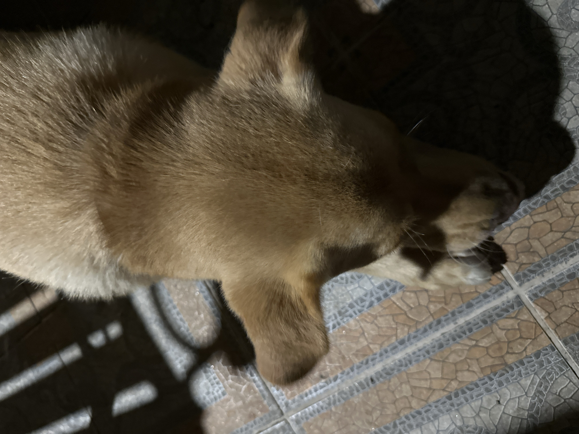 A close-up, overhead view shows the head and upper body of a light brown puppy. The puppy is lying on a tiled floor. The tiles are a mosaic of light brown and gray. Sunlight casts diagonal shadows across the floor from what appears to be a fence or blinds. The puppy's fur is short and smooth. Its ears are floppy and extended to the sides. The puppy's eyes are not visible, but its nose and mouth are pointed downwards. The background is dark, with some shadows and possibly other objects obscured by darkness. The scene appears to be outdoors, possibly in a courtyard or patio. No specific location in Sochi, Russia is identifiable from the image.