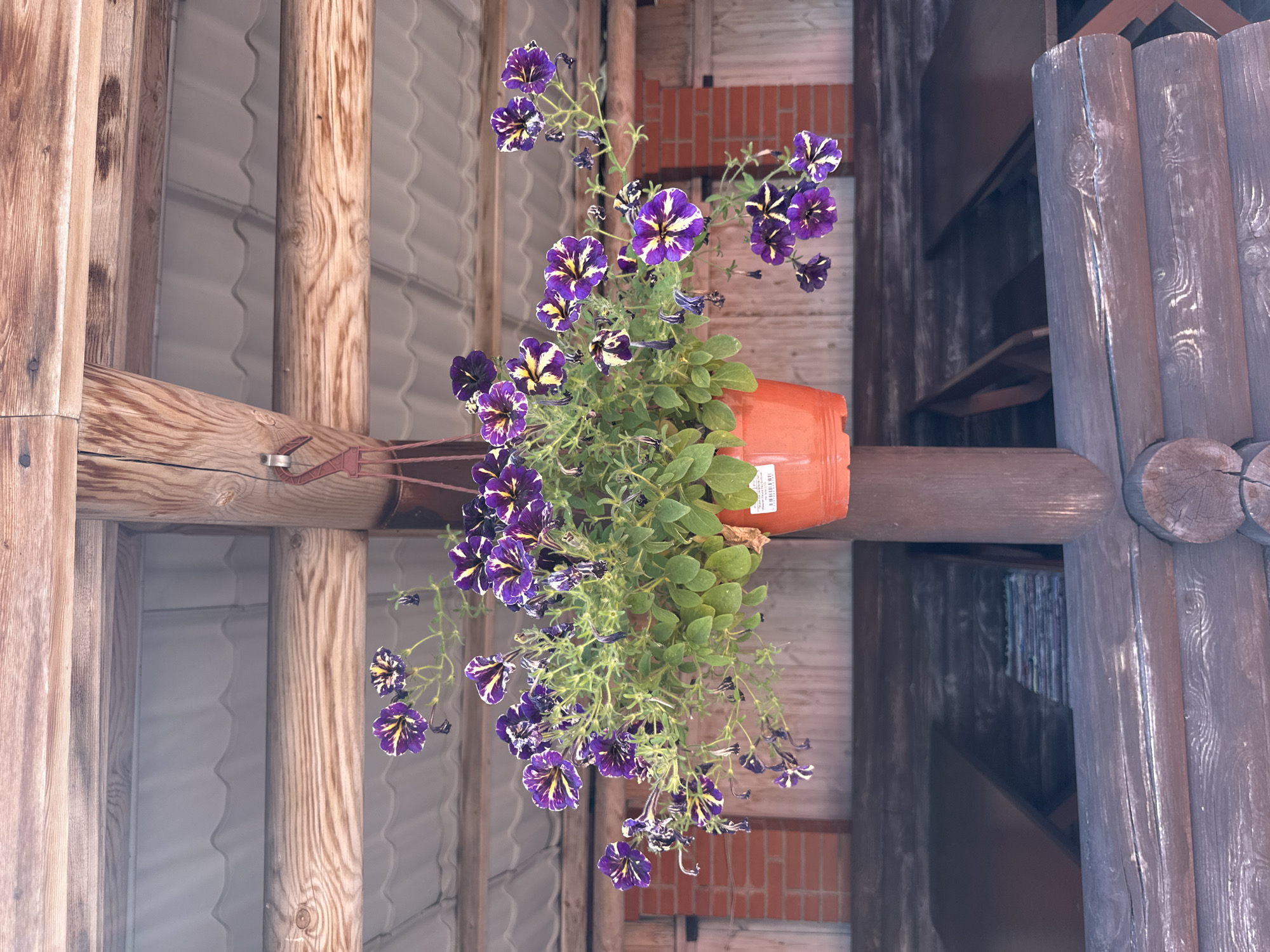 A hanging planter with purple and yellow striped petunias is suspended from the wooden beams of a covered outdoor structure, possibly a gazebo or porch, in Novokuznetsk, Russia. The planter is made of orange plastic. The structure's roof appears to be corrugated metal. In the background, a brick wall and wooden siding are visible. Below the planter, wooden tables and benches are arranged, suggesting an outdoor seating area. The lighting indicates it is daytime. No people are present in the image.