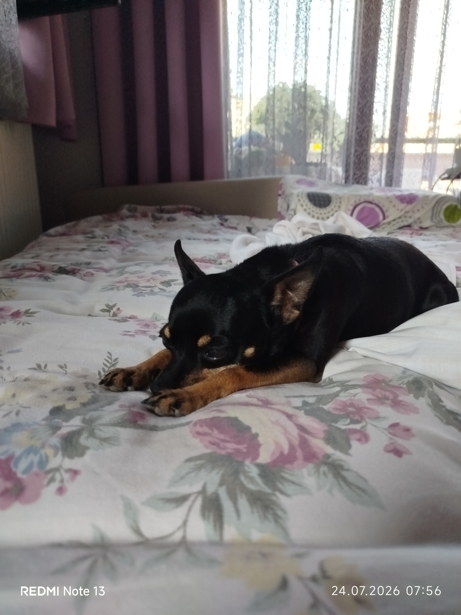 A black and tan Miniature Pinscher is resting on a bed with a floral comforter. The dog is lying on its side, facing left, with its head resting on a white pillow. Its eyes are closed, and its paws are tucked underneath its body. The bed is in a room with pink vertical blinds covering a window. The window appears to look out onto trees and a sunny sky. A watermark on the bottom right corner of the image indicates the date and time as "24.07.2026 07:56", and the device as "REDMI Note 13". The location is specified as Sithonia Municipal Unit, Greece.