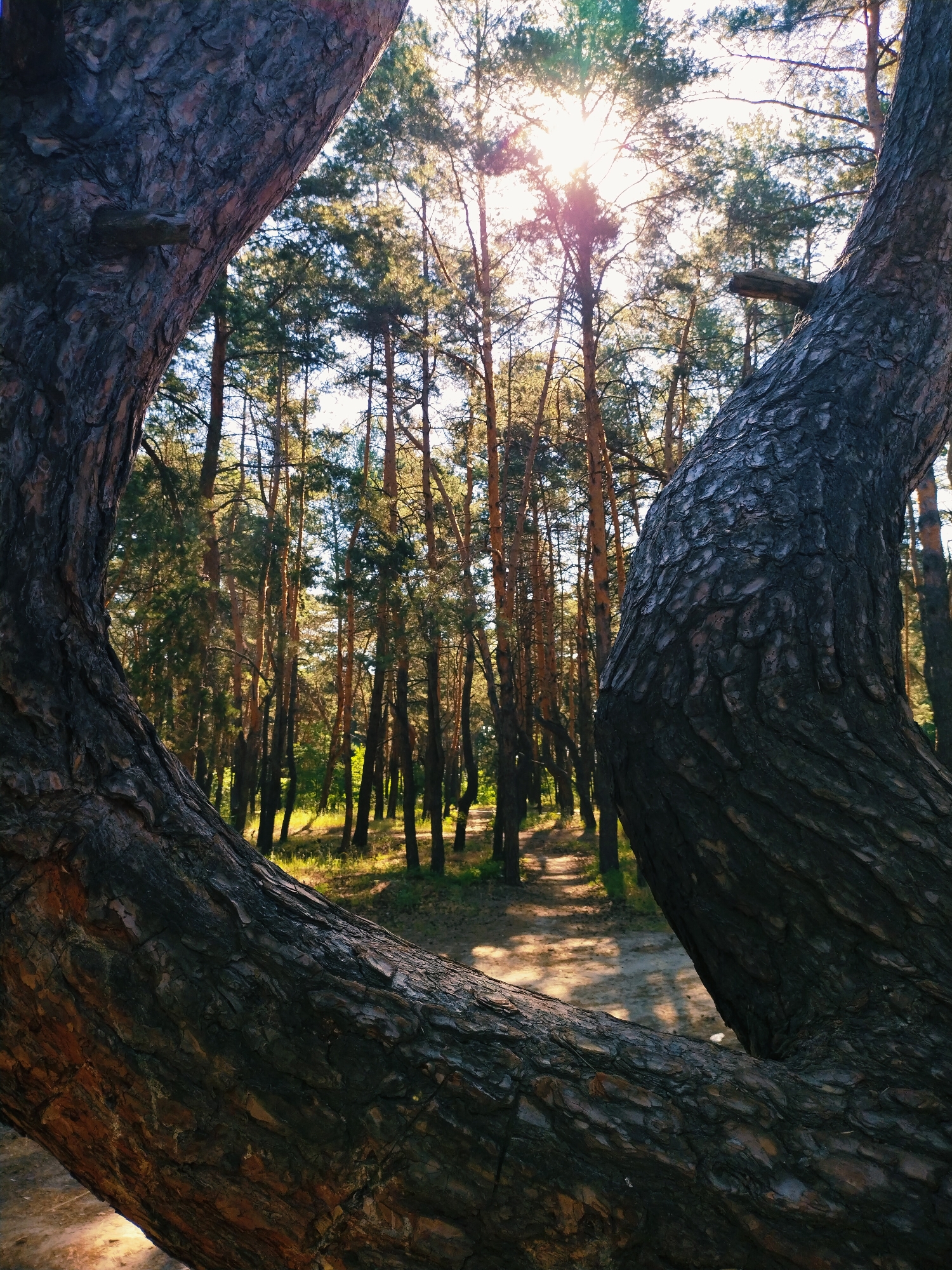 The image shows a close-up view of the textured bark of two large pine trees in a forest. The trees are positioned in the foreground, framing a sunlit path that winds through a dense pine forest. The sun shines brightly through the canopy, casting dappled shadows on the forest floor. The location is identified as a forest area within the city of Horishni Plavni, Ukraine. There are no people or animals visible in the scene. The environment appears to be a natural, outdoor setting.