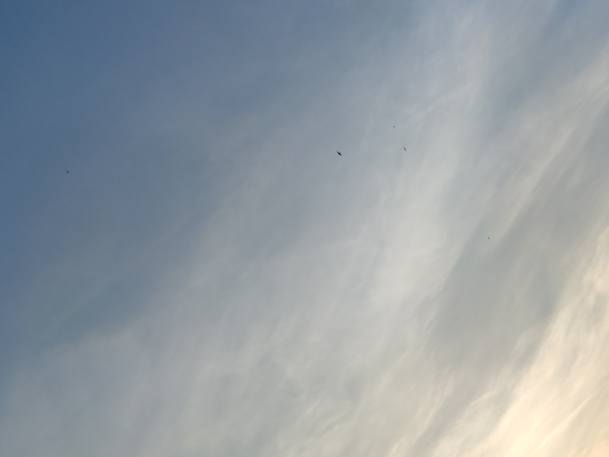 The image shows a sky filled with wispy, cirrus clouds. The sky transitions from a lighter, almost white hue in the lower right corner to a pale blue in the upper left. Several small, dark shapes appear to be birds in flight at different points across the expanse of the sky. The location is Unknown, Unknown.