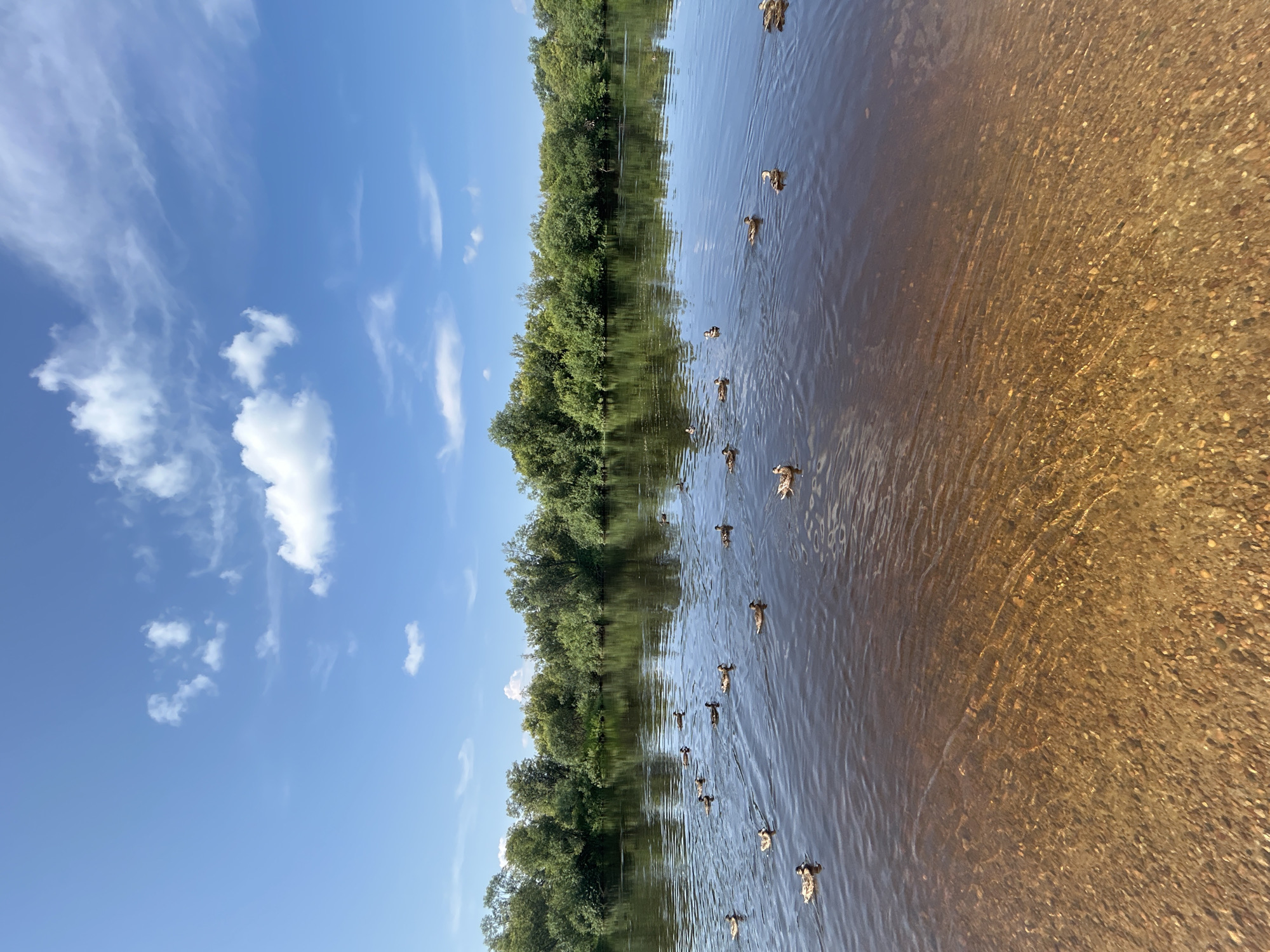 The image depicts a serene natural scene at the riverbank in Krasnovishersk, Russia. The foreground features a shallow, clear riverbed covered with small pebbles, allowing visibility of the river bottom. The water is a rich brown hue, reflecting the surrounding environment. A flock of ducks navigates the calm waters, their silhouettes creating gentle ripples on the surface. In the middle ground, the river widens, reflecting the lush green trees that line the opposite bank, forming a dense forest. The trees exhibit a variety of shades of green, indicating a healthy, mature woodland. The sky above is a brilliant blue, dotted with fluffy white clouds, suggesting fair weather. The overall impression is one of tranquility and natural beauty, a typical landscape found in the Russian countryside during the warmer months.