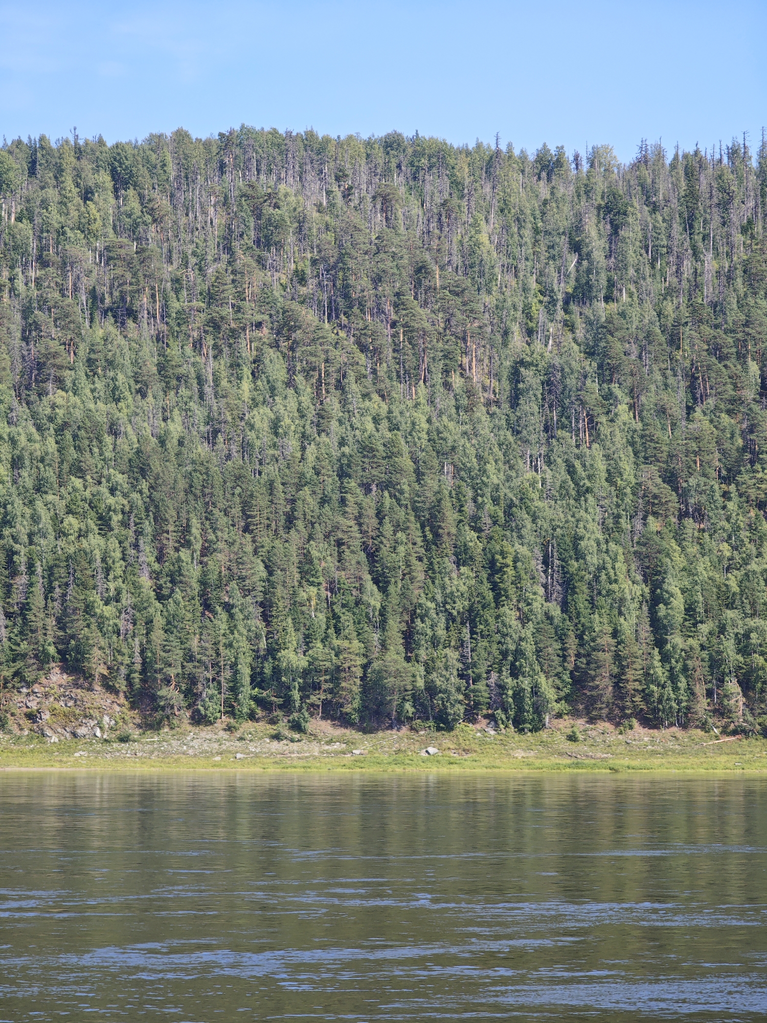 This is a wide-angle, eye-level, full shot of a forested mountain slope meeting a wide, calm river under a clear blue sky. The mountain is densely covered with a mix of coniferous and deciduous trees in varying shades of green, with some patches of lighter, possibly dead, trees scattered throughout. The slope is steep, with rocky outcrops visible at the base. A narrow strip of green grass and rocks separates the forest from the riverbank. The river in the foreground reflects the trees and sky, with gentle ripples disturbing the surface. The scene appears to be a natural landscape, likely in a remote area, with no signs of human habitation or activity. The location is Fomka, Russia.
