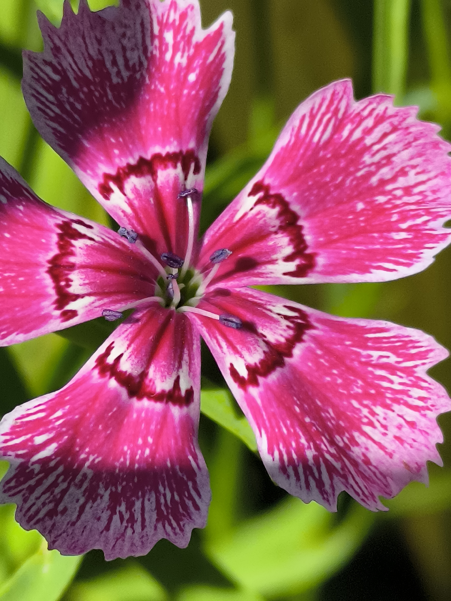 This is a close-up, eye-level, outdoor photograph of a single pink and white flower with five petals. The flower is centered in the frame, with a shallow depth of field that blurs the green background foliage. The petals are deeply notched along the edges, and each petal displays a vibrant pink base that transitions to white near the edge, with thin, dark pink stripes radiating from the center. The flower's stamens, tipped with small purple anthers, are visible in the center. The image appears to be taken in the city of Dercekliai, Lithuania, likely in a garden or natural setting. There are no people or animals present in the image.