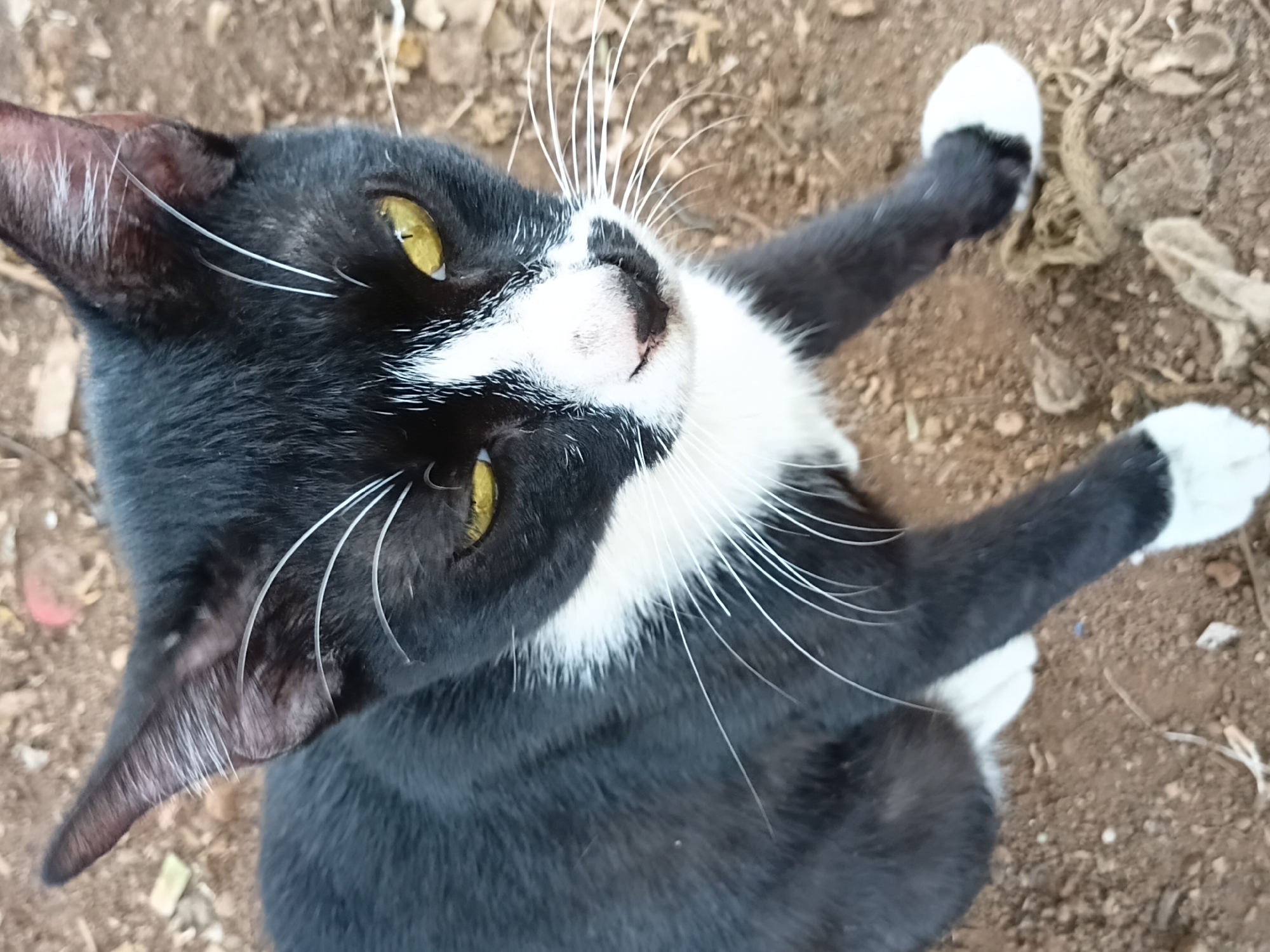A black and white cat with yellow eyes is resting on dry dirt. The cat is facing the camera with its head tilted slightly. The cat's fur is short and sleek, and it has white markings on its chest, face, and paws. The background is a blur of brown and gray, suggesting an outdoor environment. The image was taken in Bekasi, Indonesia.