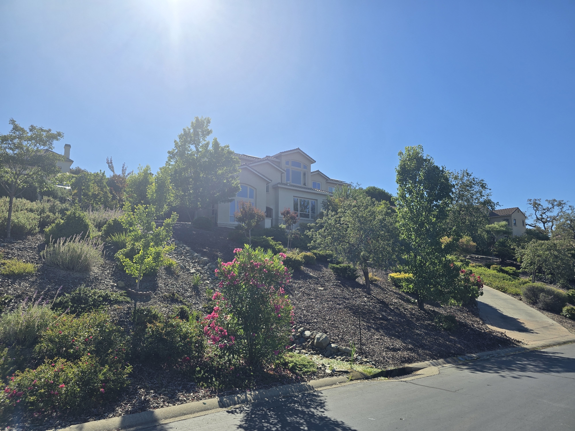 An eye-level, wide shot captures a large, two-story house perched on a hillside under a clear, sunny sky. The house, painted a light tan with a red-tiled roof, features multiple windows and a chimney visible. Lush green trees and shrubs surround the house, with a prominent flowering bush showcasing pink blossoms in the foreground. A paved driveway winds up the hill to the right of the frame. The hillside is covered in mulch and scattered rocks. The street in the foreground is asphalt, with a concrete curb. The sun is positioned high in the sky, casting a bright glare.