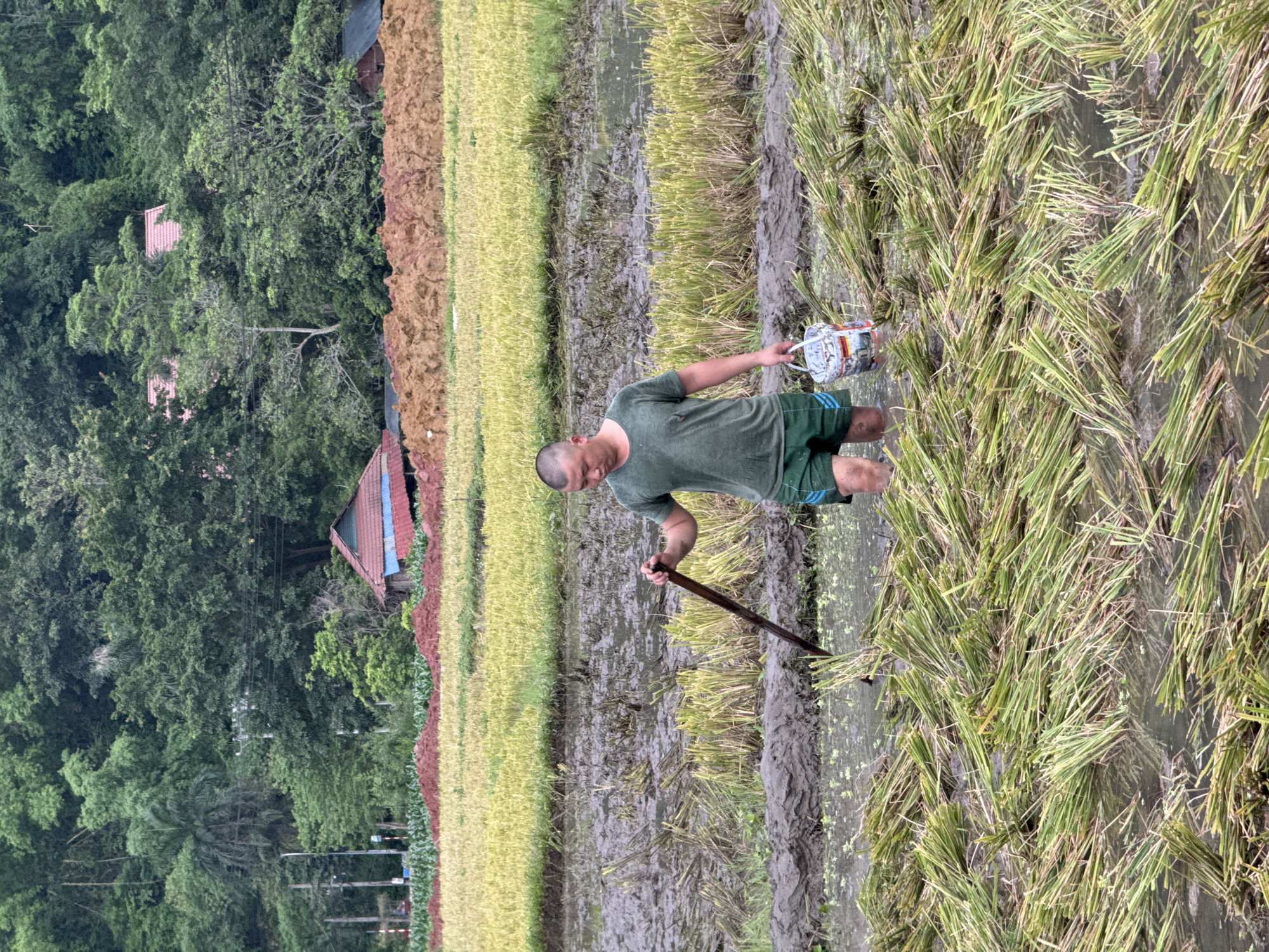 In the rural landscape of Xóm Khán, Vietnam, a solitary farmer works in a rice paddy. The man, wearing a green t-shirt and shorts, stands knee-deep in muddy water. He holds a wooden tool, likely for rice cultivation, in his right hand, and carries a white bucket in his left. The paddy is filled with harvested rice stalks, lying in clumps on the water's surface. In the background, a dense forest covers a hillside, with a small, red-roofed building nestled amongst the trees. The sky appears overcast, suggesting a humid, possibly rainy, day typical of the region's climate.