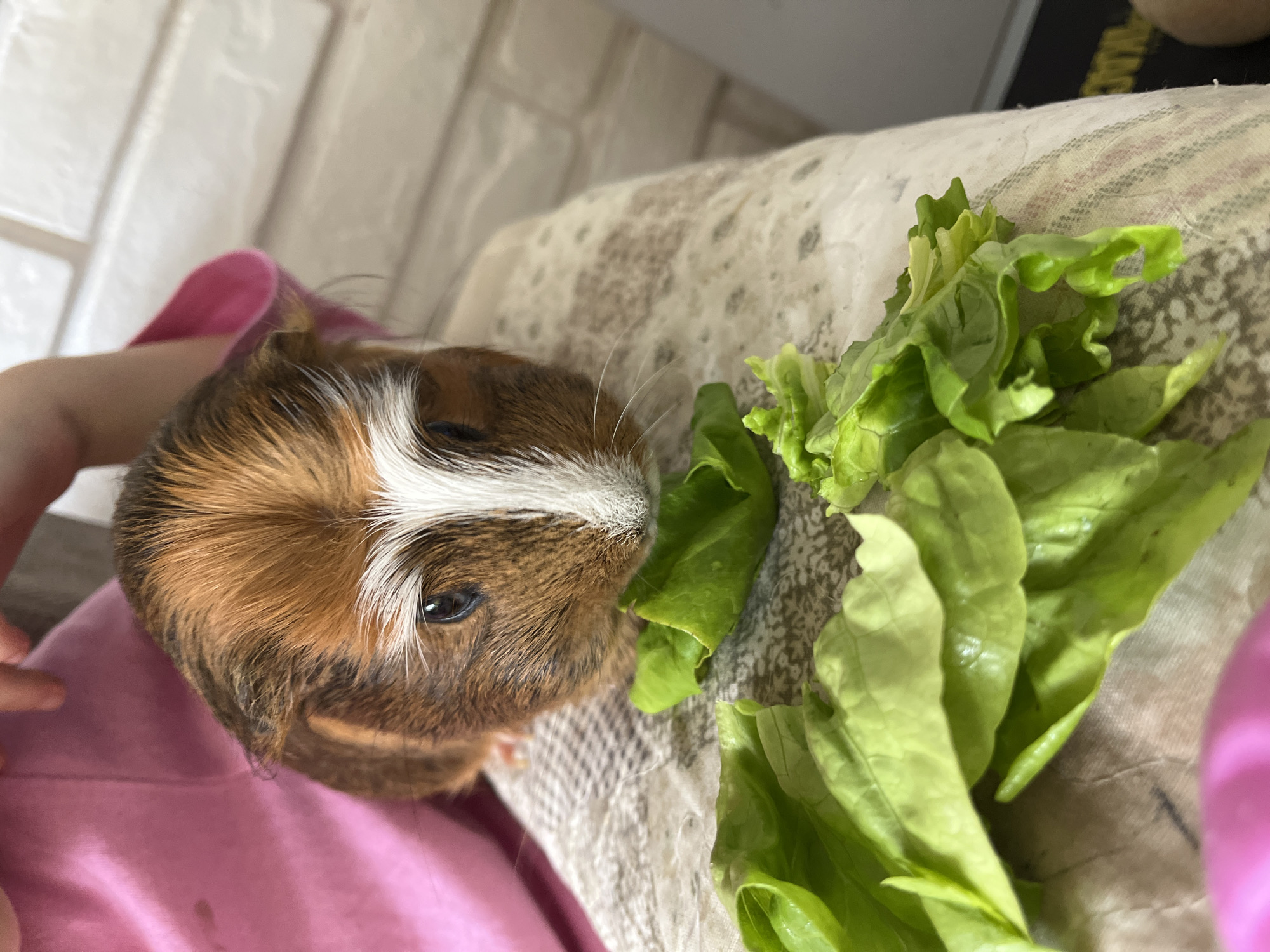 A close-up, high-angle shot depicts a guinea pig being fed lettuce in an indoor setting. The central subject is a guinea pig with predominantly brown and orange fur, accented by a distinct white stripe running down the center of its head to its nose. Its dark, alert eyes are visible.
The guinea pig is positioned on the left side of the frame, partially resting on a pink fabric, which appears to be part of a person's clothing or sleeve. A person's hand or arm, also in pink, is visible in the far left, seemingly interacting with or supporting the animal. To the right of the guinea pig, a pile of fresh, vibrant green lettuce leaves is spread on a patterned, light-colored fabric, possibly a cushion or blanket. The guinea pig's head is turned towards the lettuce, indicating it is actively eating or about to eat the greens.
In the background, a light-colored wall with a subtle, textured pattern, possibly mimicking bricks or tiles, suggests an indoor domestic environment. The lighting is soft and even, typical of an interior setting during the day or under artificial light. The scene conveys a gentle moment of pet care, with the guinea pig appearing content as it enjoys its meal. No text is visible in the image.