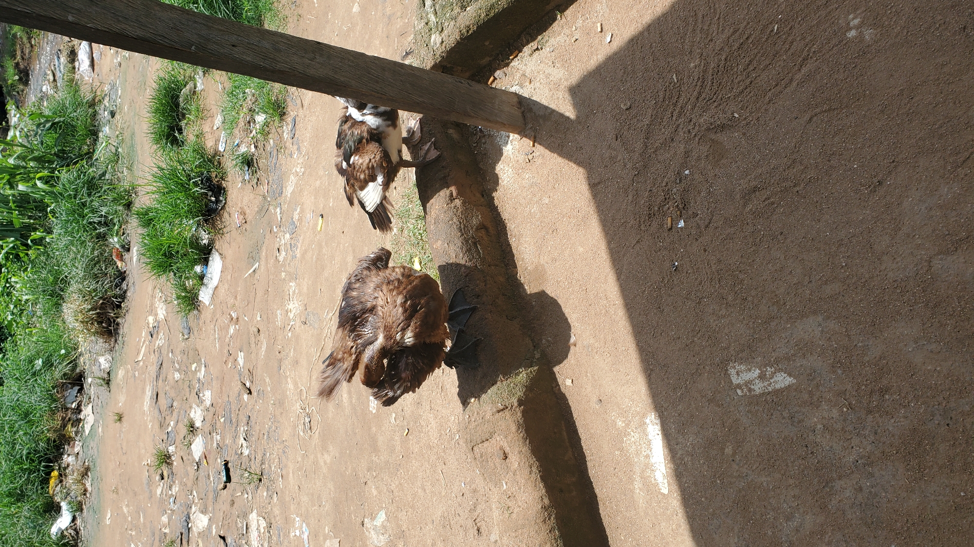 In the city of Jalingo, Nigeria, an outdoor, daytime scene unfolds on a dirt ground with patches of dry grass and vegetation in the background, suggesting a somewhat neglected or rural area. Two ducks are the primary subjects. On the left, a brown duck stands on a low, rough, brown-colored stone or concrete barrier, facing away from the viewer and appearing to preen or shake its feathers, which are fanned out. Its webbed feet are visible. To the right, another duck, with brown, white, and black markings, stands on the same barrier, facing towards the right and slightly away from the viewer. This duck has its head down, and its tail feathers are prominently displayed. A vertical wooden post, part of a rudimentary structure, stands to the right of the second duck, casting a distinct shadow across the ground and onto the ducks. The ground is a mix of dry soil and sand, with scattered debris, including white plastic bags and other unidentifiable refuse, particularly in the background amongst the vegetation. A shadow from an unseen overhead object falls diagonally across the foreground.