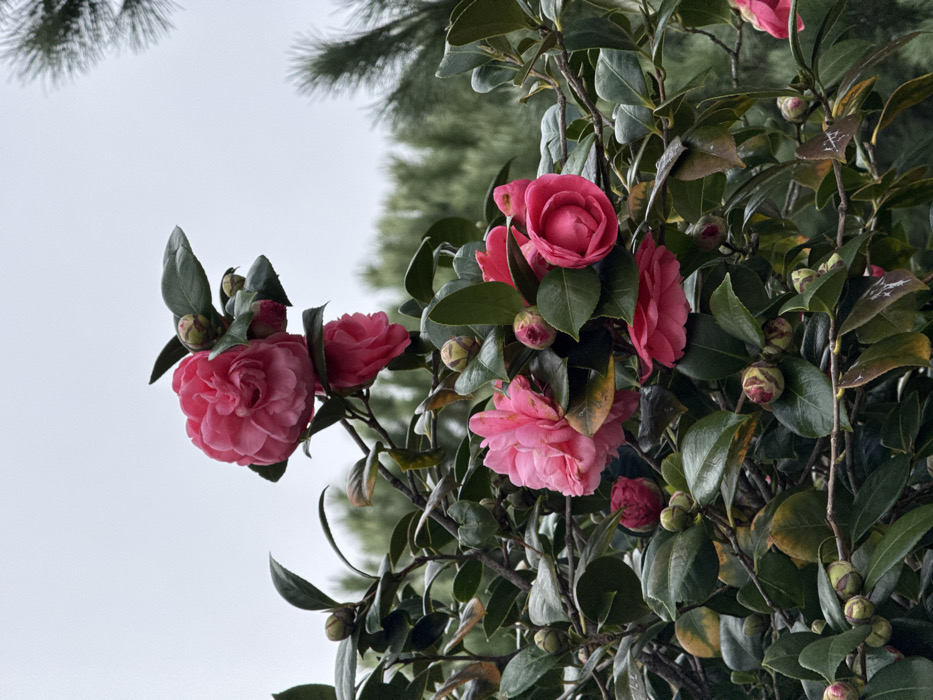 The image displays a close-up of a camellia bush with several bright pink flowers in full bloom. Glossy, dark green leaves surround the blossoms and numerous buds suggest more flowers are on the way. A backdrop of blurred green foliage and a pale, overcast sky creates a soft, natural light, emphasizing the vibrant colors of the camellias.