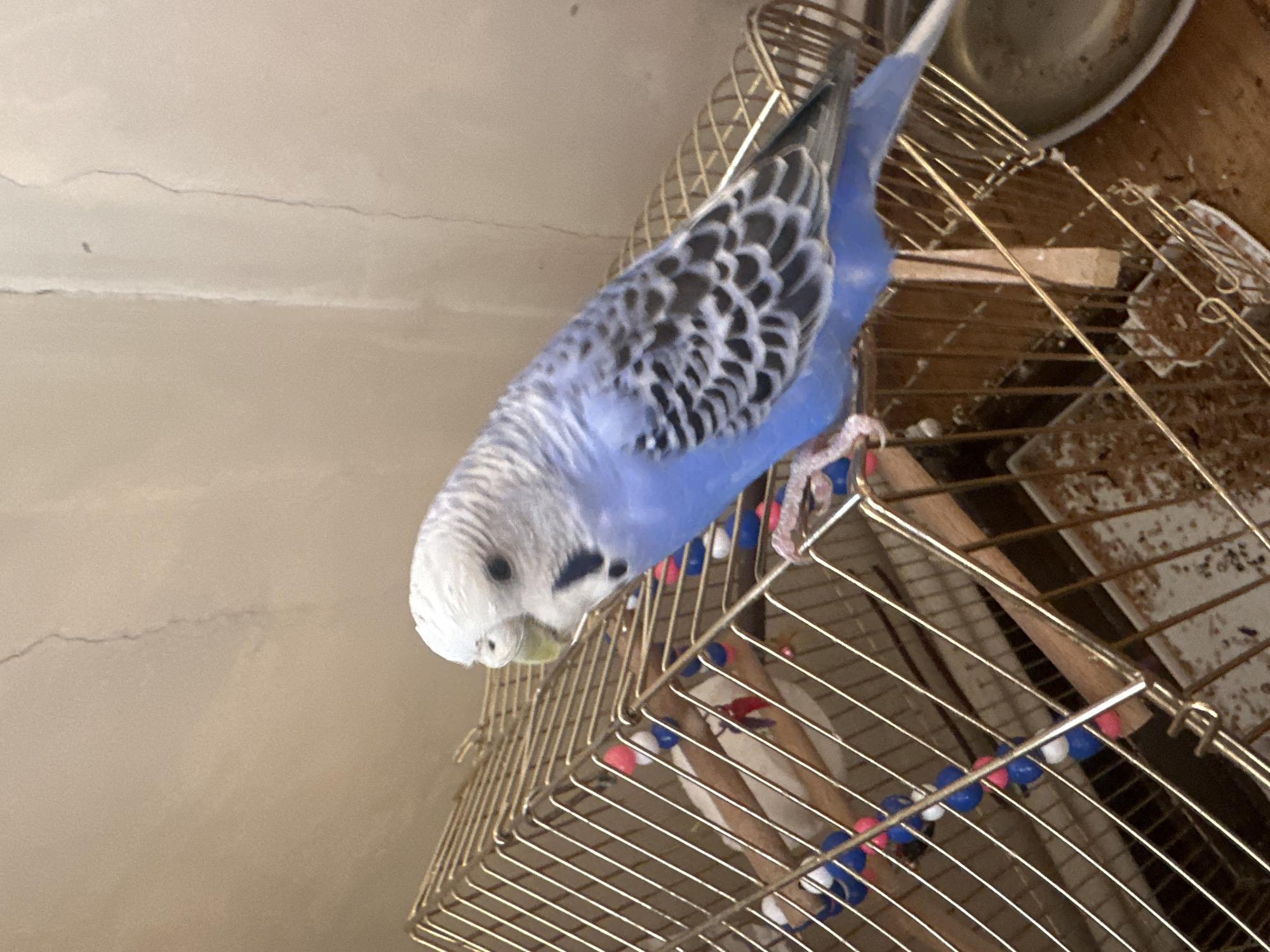 A blue and white budgie is perched on the top edge of a brass birdcage. The budgie is facing left, with its head turned towards the camera. Its feathers are a mix of blue and white, with black markings on its wings and head. The birdcage is filled with wooden perches adorned with colorful beads. The background of the image is a beige wall with a vertical crack. The scene appears to be indoors, possibly in a residential setting.