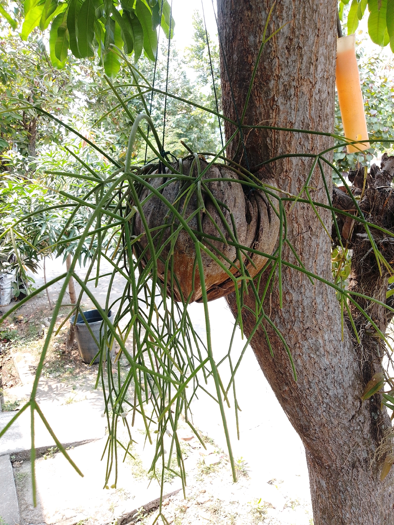 The image depicts a Rhipsalis plant growing in a coconut husk planter, suspended from a tree. The tree is located in the city of Cikal, Indonesia, and appears to be in a garden or outdoor setting, with lush green foliage and sunlight filtering through the leaves. The Rhipsalis plant has numerous thin, green stems that hang down, creating a delicate, cascading effect. The coconut husk planter is roughly spherical and shows signs of weathering. A long, orange object, possibly a dispenser or a decorative item, is attached to the tree trunk to the right of the planter. In the background, a gray plastic bucket is visible on the ground. The overall scene conveys a sense of natural beauty and a creative approach to plant cultivation.