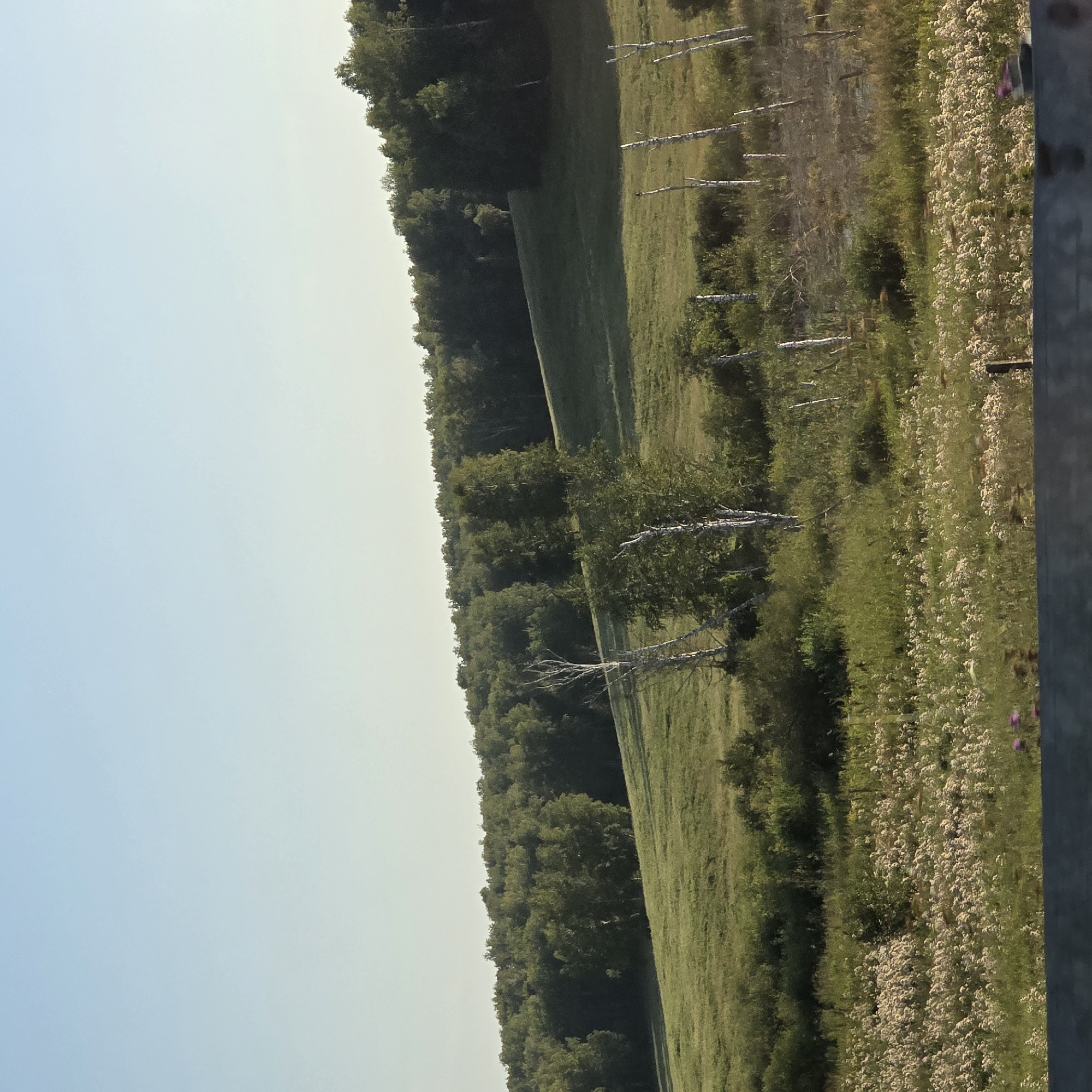 A pastoral landscape is depicted under a clear, pale blue sky, transitioning to a lighter hue near the horizon. The scene is dominated by rolling green hills covered in grass, with a dense forest of deciduous trees forming a dark green band across the upper portion of the image. In the foreground and midground, the grassy slopes are interspersed with patches of wild vegetation, including clusters of white wildflowers and scattered shrubs. Several dead, white birch trees stand upright, some with bare, skeletal branches, adding a stark contrast to the living greenery. A line of weathered wooden fence posts runs through the midground. The overall impression is one of a natural, undeveloped rural setting. The location is described as the city of Polkovnikovo, Russia.