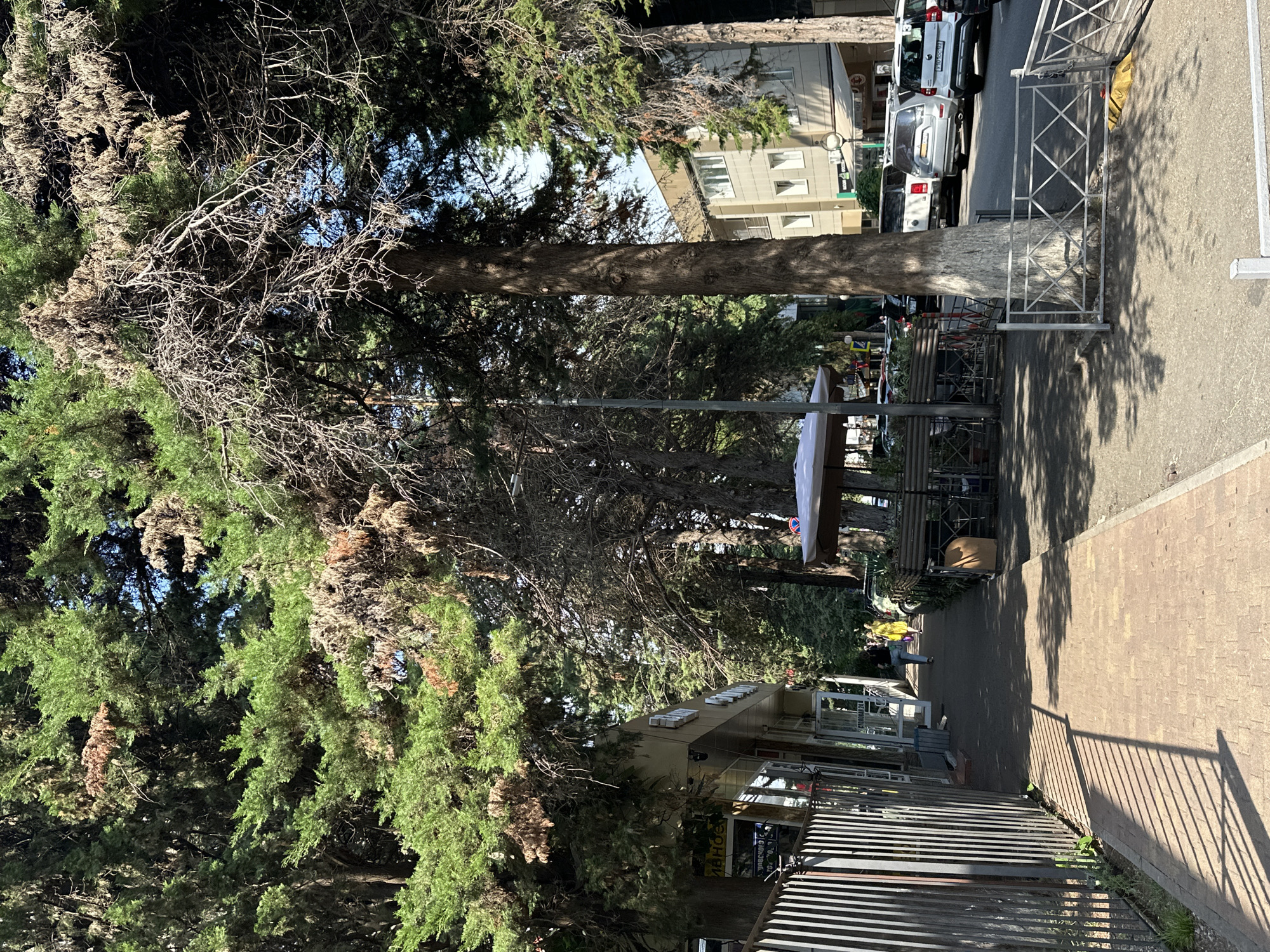 The image depicts a street scene in Sochi, Russia, likely during daylight hours on a sunny day, indicated by the strong shadows cast by trees. A paved sidewalk runs along the left side of the street, bordered by a metal fence and a row of shops. The shops have large glass windows and display signage. One sign visible in the upper left corner has Cyrillic lettering.
A pathway composed of brick pavers leads away from the viewer, with shadows from the overhead trees creating a striped pattern on the ground. A few people are walking along the sidewalk, including one person in a yellow dress and another in dark clothing.
The right side of the street features parked cars, including SUVs and a white hatchback with a visible license plate. A street light is visible in the background. Mature trees with green and dry foliage line both sides of the street, creating a shaded canopy. One prominent tree trunk in the foreground has white paint applied to its lower portion. A white outdoor umbrella is set up on the right side of the sidewalk, suggesting an outdoor seating area for a cafe or restaurant. Buildings are visible in the background, some appearing to be residential or commercial structures. The overall impression is of a moderately busy urban street lined with mature trees.