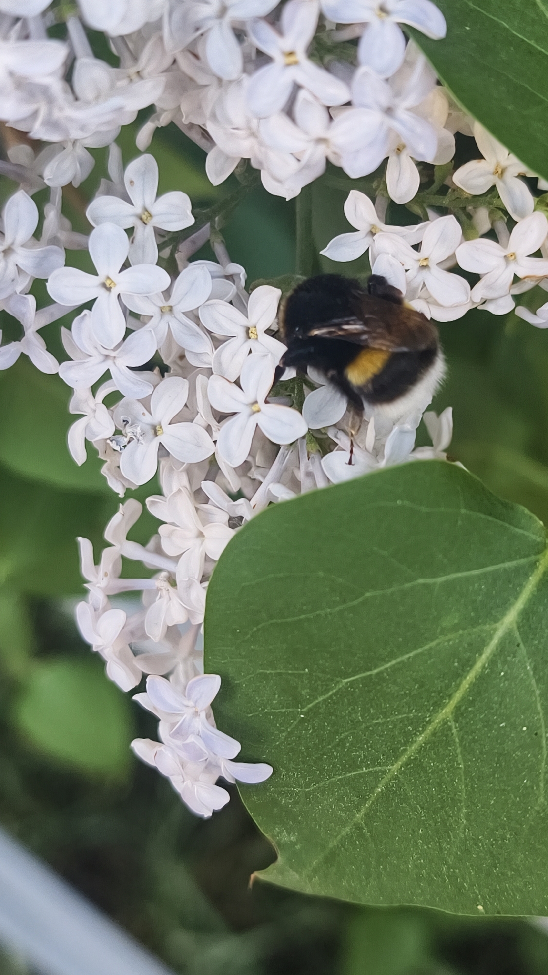 A bumblebee rests on a cluster of white lilac flowers, partially obscured by a large green leaf. The flowers appear to be in full bloom, with multiple small blossoms tightly packed together. The background is a mix of green foliage and out-of-focus elements. Based on the context, this image may be taken in Chaikovsky, Russia.