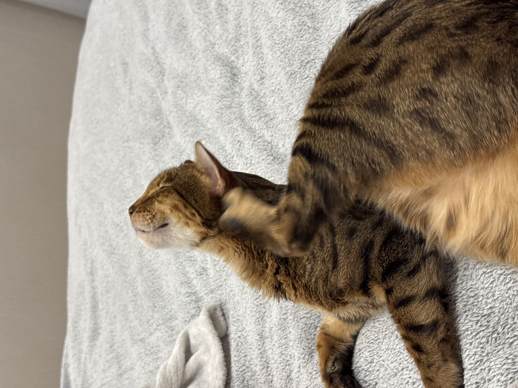 A brown tabby cat lies on a gray textured blanket. The cat is mostly laying down but has one paw raised and is scratching the side of its head. A white cloth is in the bottom left corner of the image. The location of the image is unknown.