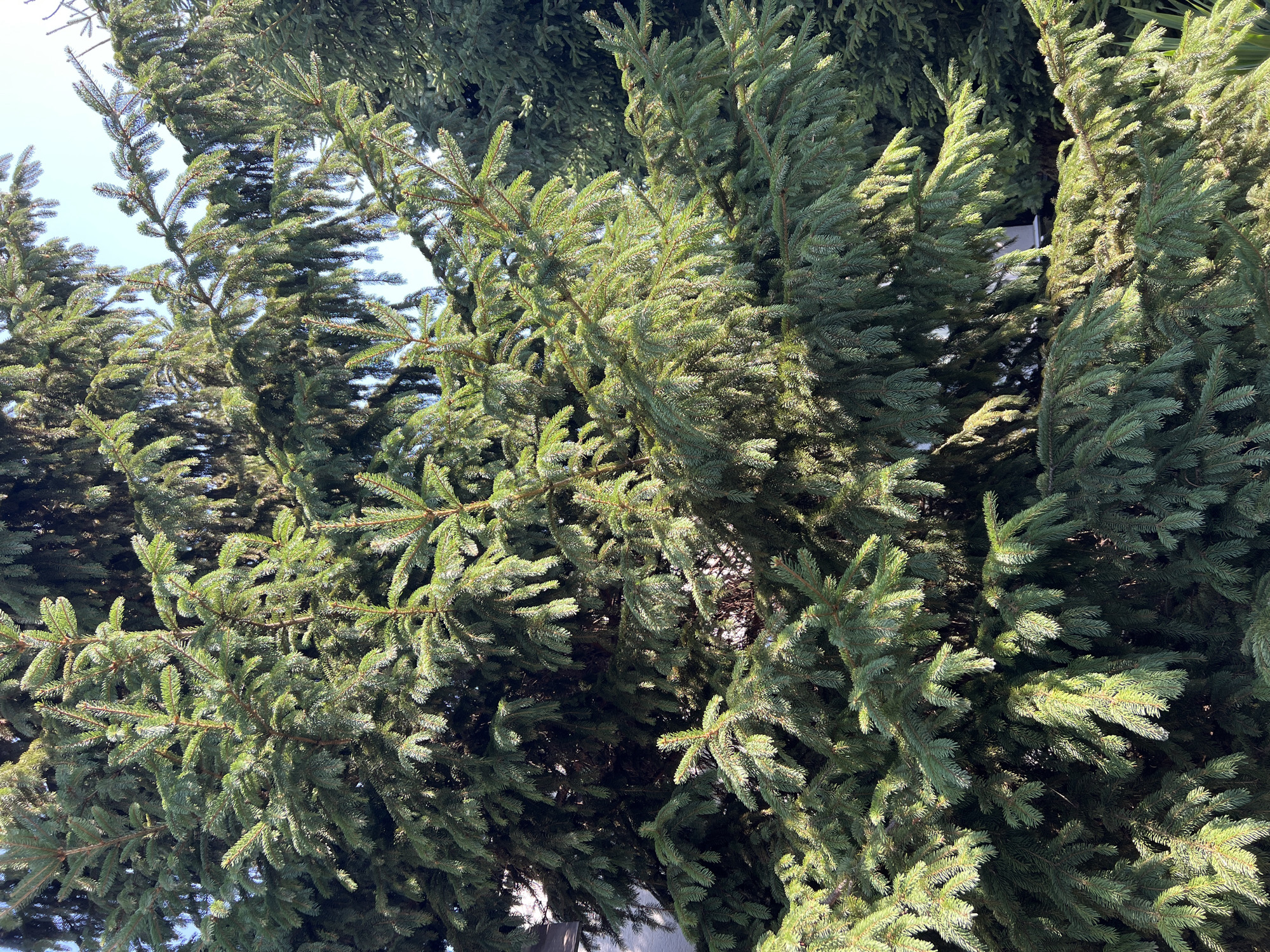A close-up, eye-level shot captures a dense evergreen tree, likely a spruce or fir, with lush green needles. Sunlight filters through the branches, creating areas of bright illumination and deep shadow. The tree fills the frame, with some of its branches extending towards the top and right edges. In the background, the faint outline of a white structure, possibly a house, is visible through a gap in the foliage on the left. Further behind, another evergreen tree with a darker hue is partially visible. The overall impression is one of natural abundance and the play of light and shadow within a densely vegetated area, likely in a garden or park setting in Fontanka, Ukraine. There are no people or discernible actions depicted.