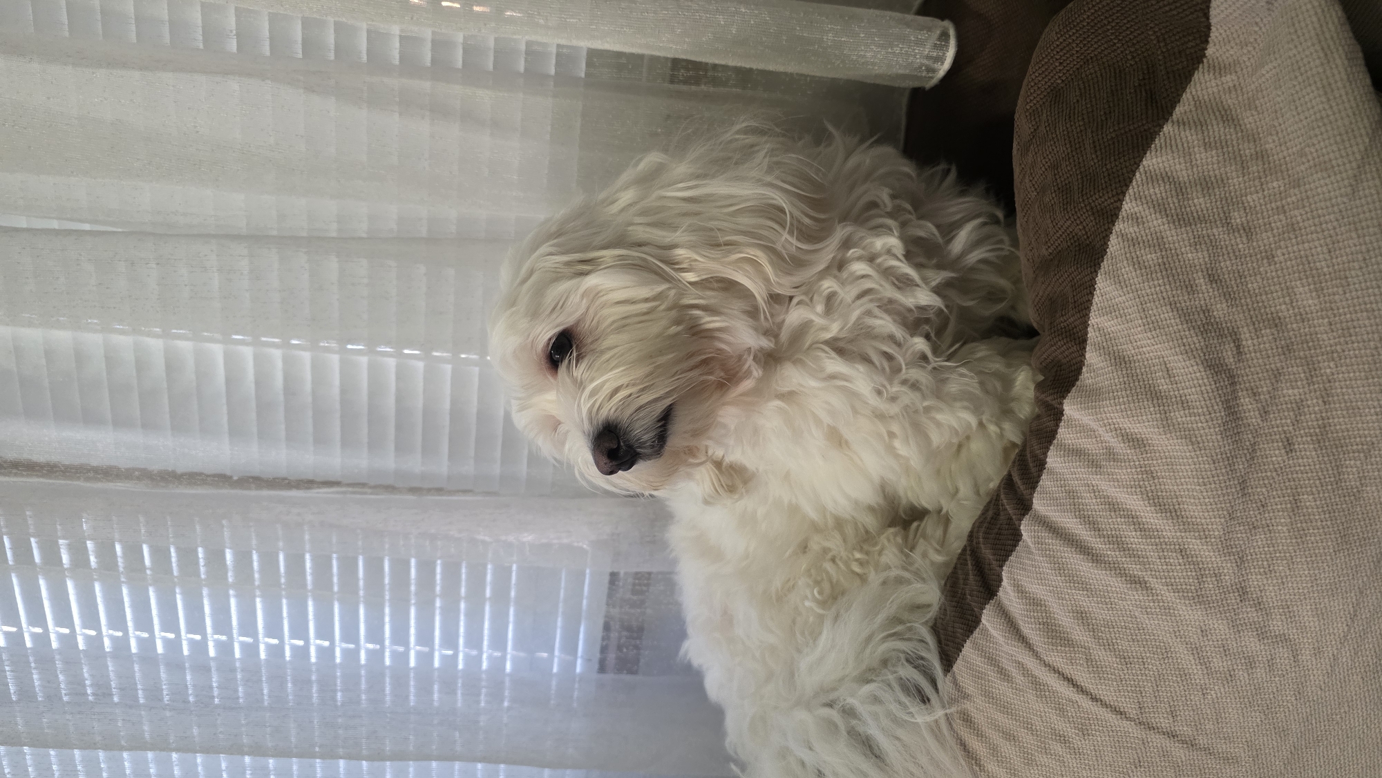 A medium shot depicts a white, fluffy dog resting on a couch beside white blinds. The dog's head is angled down and to the left. The couch has brown and beige cushions. The location cannot be determined to be in Blagoevgrad, Bulgaria based on the image alone.
