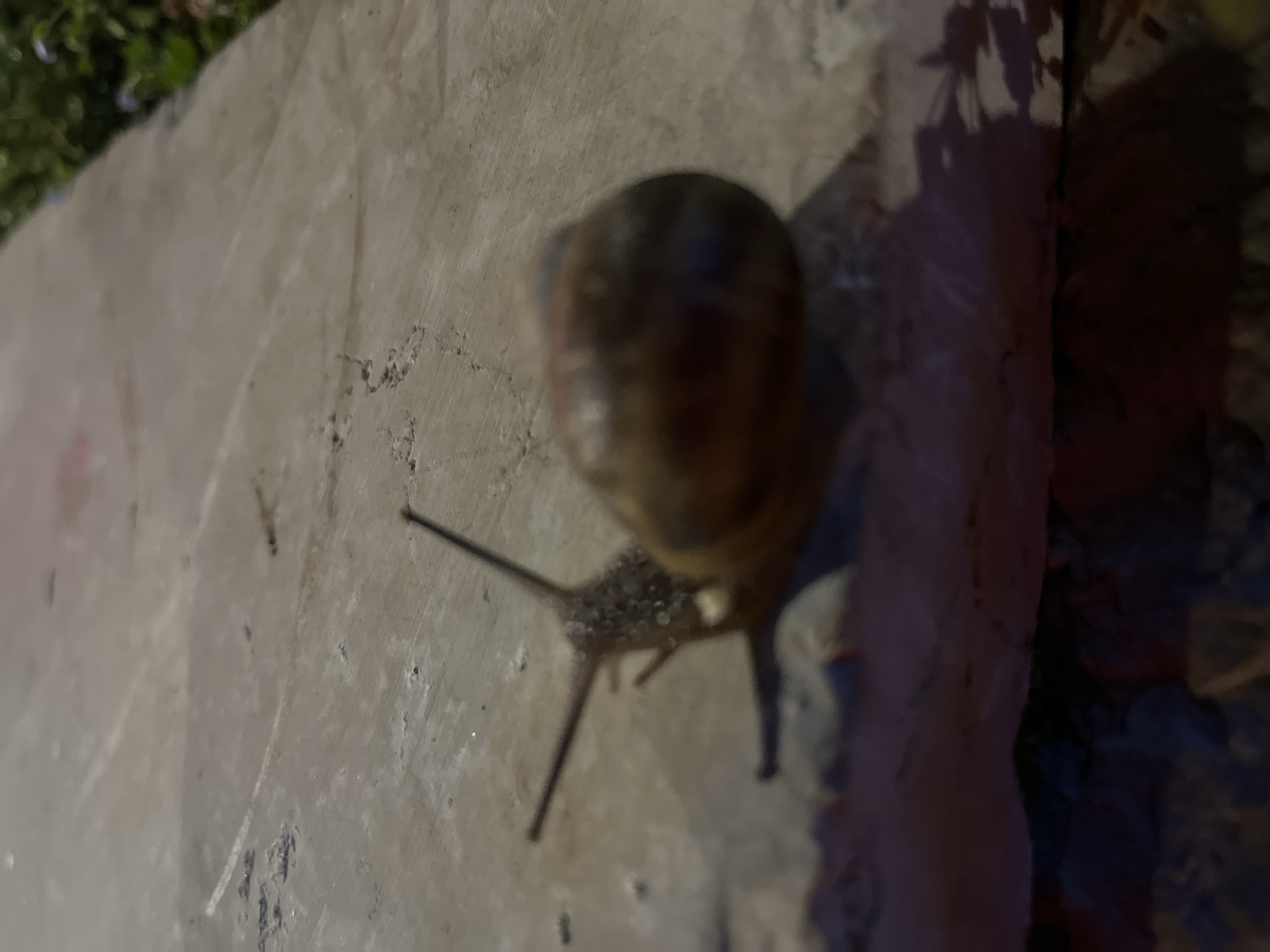 A blurred, close-up photograph shows a snail on a cement surface, likely outdoors at night. The snail's shell is rounded and dark, and its antennae are extended. The cement surface is rough and uneven. A dark shadow is cast to the right of the snail. The location is unknown, it is not possibly to determine this from the image.