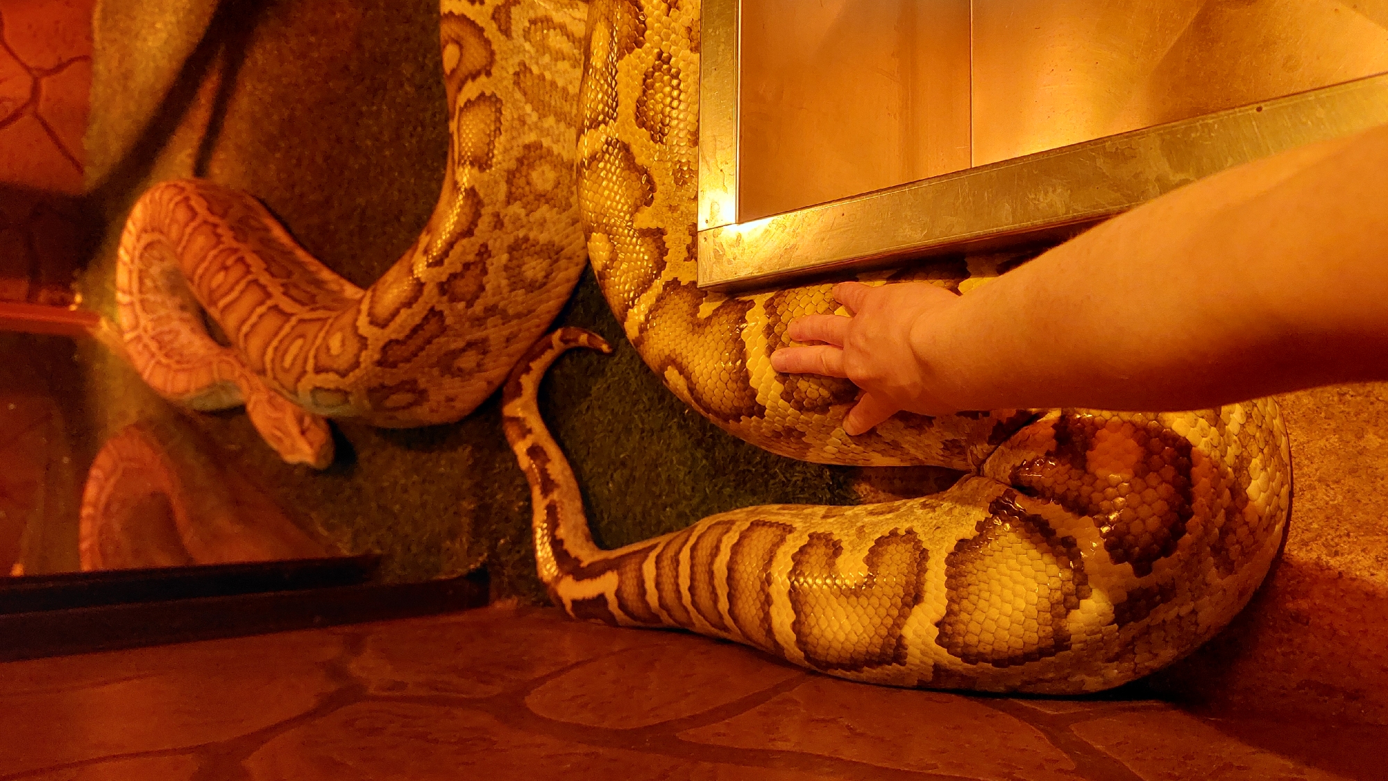 A large python is coiled in an enclosure with a human hand touching its scales. The snake has a yellow and brown patterned skin. The enclosure appears to be dimly lit with a textured, stone-like wall on the left. A metal border of the enclosure is visible on the right.