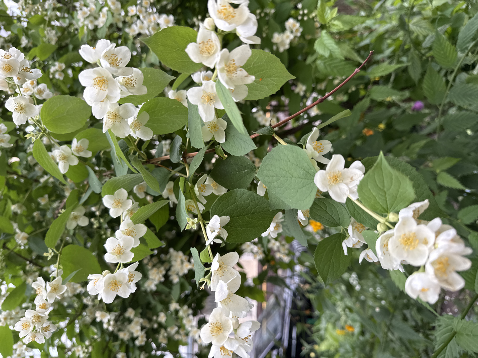 The image depicts a close-up view of a jasmine bush in bloom. The bush is densely covered with small, white, star-shaped flowers with yellow centers, interspersed with vibrant green leaves. The background is softly blurred, suggesting an outdoor setting. Visible in the background, to the left, is a dark-colored vehicle, possibly a car, parked in what appears to be a residential or urban area. The overall lighting suggests an overcast day. The scene is consistent with a garden or street-side planting in Moscow, Russia.