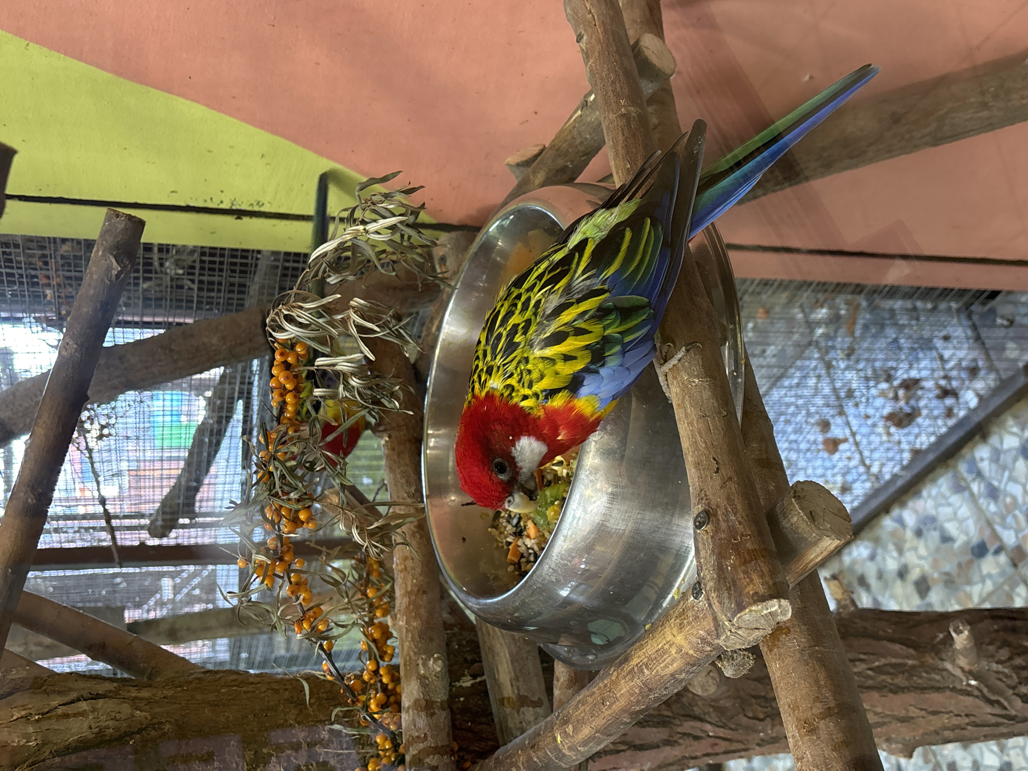 A colorful bird, identified as a Rosella parrot, is perched upside down on a metal bowl containing food, inside what appears to be an enclosure, possibly at a zoo. The bird has a red head, yellow and green wings, and a blue tail. The bowl is attached to a wooden structure. To the left of the bowl, there are branches with orange berries. Behind the branches, a wire mesh structure is visible. The upper part of the background shows a colored panel, partly yellow and partly pink. The location is Izhevsk, Russia.