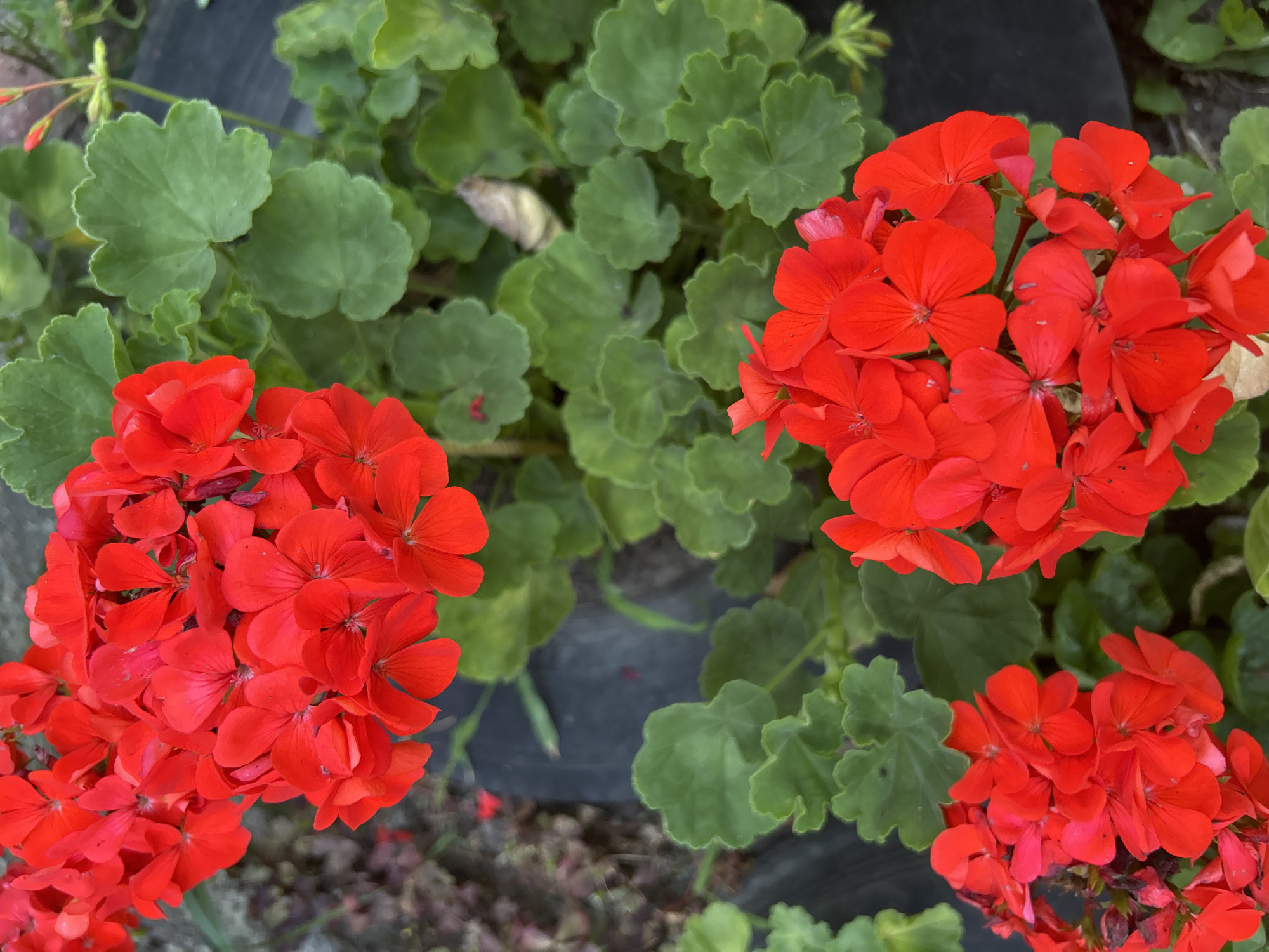 A vertical, eye-level, close-up shot displays several clusters of bright red geranium flowers. The flowers are in focus, with their petals appearing slightly velvety. The leaves of the geranium plants are a deep green, with lobed and serrated edges, and are also in focus. The background is blurred, with dark, indistinct shapes that appear to be mulch or dark soil. The overall impression is of a vibrant garden setting. The image was taken in an unknown location in Unknown, Unknown.