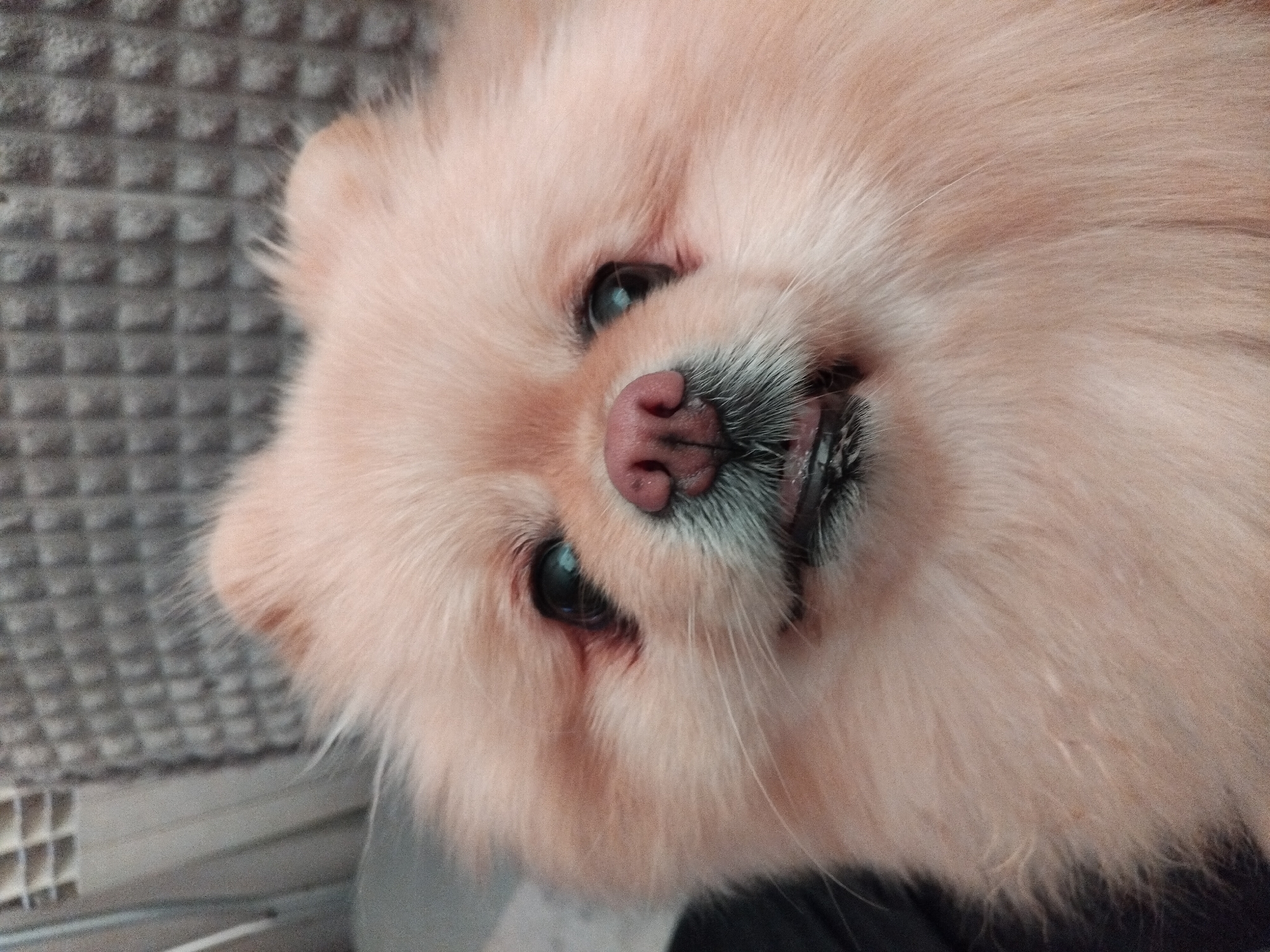 The image is a close-up, head-and-shoulders shot of a Pomeranian dog. The dog has light peach-colored fur and is looking directly at the camera. Its nose is pink, and its eyes are dark. The dog's mouth is slightly open, revealing its tongue and some black fur around its mouth. The background appears to be a textured gray surface, possibly a couch or upholstery. There are no people or other animals visible in the image. The location in the city of Apriltsi, Bulgaria, is not discernible from the image content.