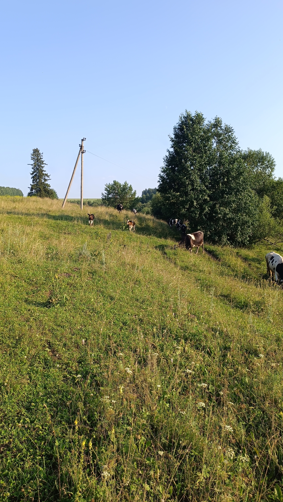 In a pastoral landscape under a clear blue sky, a herd of cows grazes on a sun-drenched grassy hillside in Karsha, Russia. The terrain slopes gently upwards from the foreground, covered in lush green grass dotted with wildflowers and tall, dry stalks of vegetation. A wooden utility pole with electrical wires stands prominently on the left side of the hill. Several cows, predominantly black and white, are scattered across the middle ground, some grazing, others moving. A large, dense tree with dark green foliage dominates the upper right portion of the image, with a smaller evergreen tree visible further up the slope on the left. The background shows a line of trees and shrubs, indicating a more forested area beyond the open pasture. The overall impression is one of a tranquil rural setting.