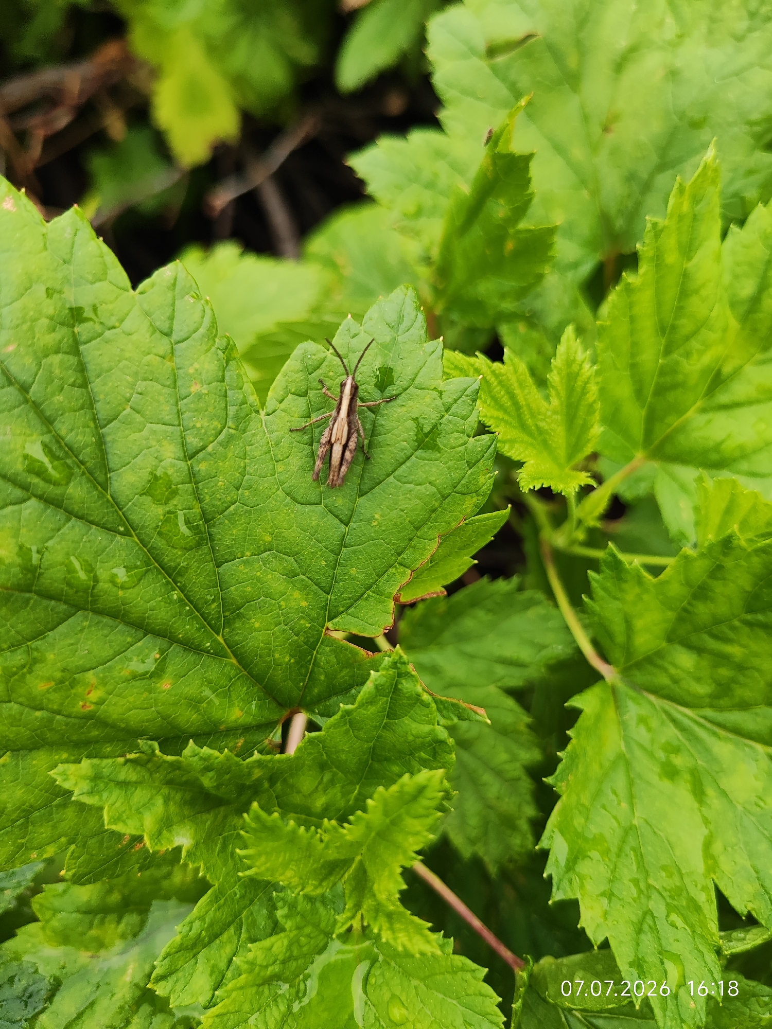 A grasshopper is perched on a large, green leaf. The leaf is wet, with water droplets visible. The grasshopper is brown and beige with distinct markings. The background is out of focus and shows more green leaves and some dark, woody stems. The timestamp "07.07.2026 16:18" is visible in the bottom right corner of the image. This scene is likely outdoors in a natural setting, possibly a garden or park, in or near Konovalovo, Russia. There are no people or specific actions depicted.