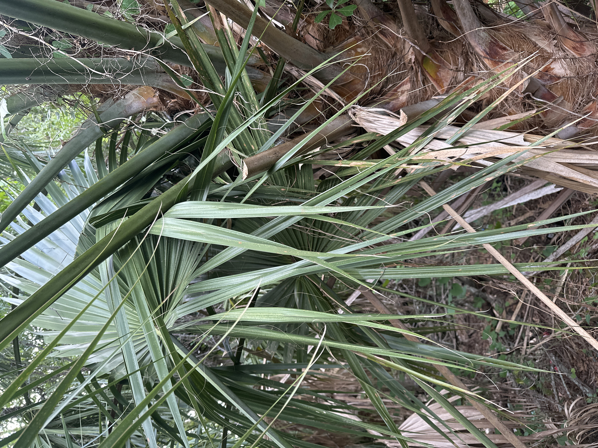 The image displays a close-up, horizontal view of a dense cluster of palm fronds and the fibrous base of palm trees. Numerous long, pointed palm fronds dominate the frame, exhibiting various shades of green, from deep emerald to lighter, almost silvery-green. Some fronds appear fresh and vibrant, while others are drier, paler, and tinged with brown, suggesting older growth or decay. Many fronds are interwoven and layered, with fine, wispy, hair-like fibers visibly trailing from them.
In the upper and central right portions of the image, the rough, textured trunk or the base of the palm fronds is evident, characterized by its natural, earthy brown and reddish-brown tones and fibrous appearance. Glimpses of a dark, vegetative background, possibly ground cover or other plants, are visible between the fronds and tree bases.
The scene is illuminated by natural daylight, casting no harsh shadows and suggesting either a bright, possibly overcast day, or the area is partially shaded. There is no discernible activity or event taking place; it is a static capture of plant life. No people, artificial objects, or text are present. The setting appears to be a natural, possibly wild or unmanicured, outdoor environment consistent with the presence of palm trees, implying a warm or tropical climate.