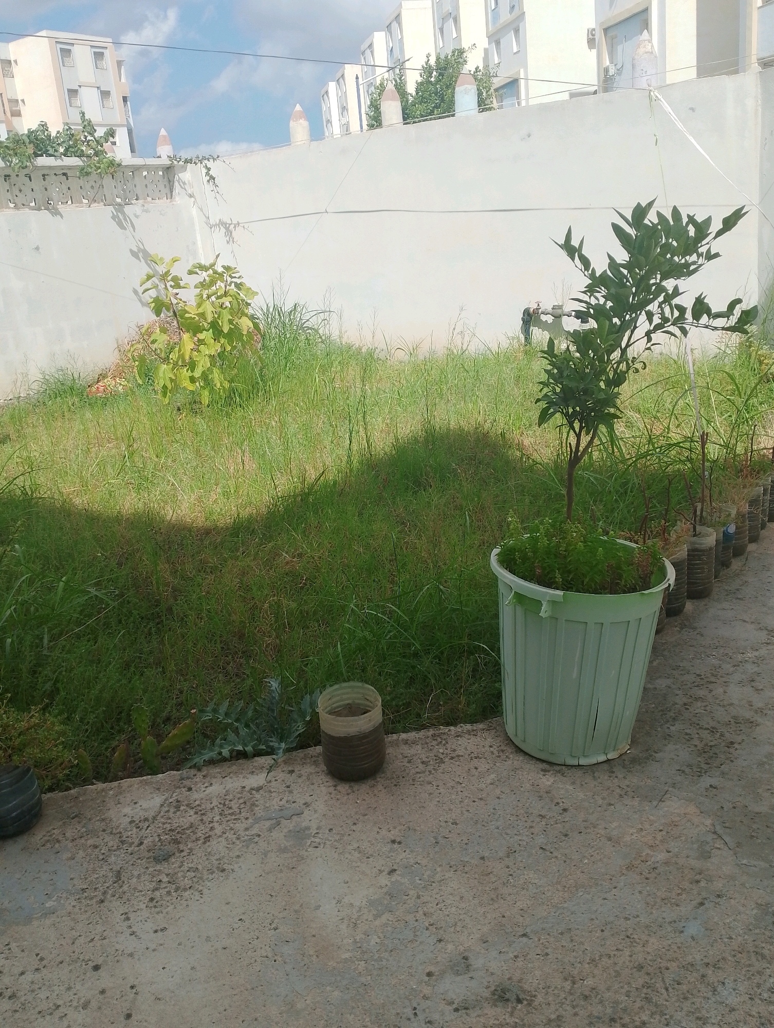This is a ground-level, slightly wide-angle, outdoor photograph taken in Bordj Menaiel, Algeria, depicting a small, overgrown yard. In the foreground, a concrete patio is visible, with a large, light green plastic planter containing a small tree with dark green leaves and a dense undergrowth of smaller green plants. To the right of the planter, a row of plastic bottle planters is partially visible, containing small green plants. Further to the left on the patio, a small, dark brown plastic container with dirt and a dark, round object, possibly a tire, are present.
The midground features a patch of overgrown, tall green grass and weeds. A small leafy tree with light green foliage is visible towards the left of this area, appearing somewhat neglected. In the background, a white concrete wall stretches across the scene, with decorative openings near the top. Beyond the wall, multiple-story buildings, characteristic of urban residential areas, are visible under a partly cloudy blue sky. The overall impression is one of a somewhat unkempt but functional outdoor space within a residential setting.