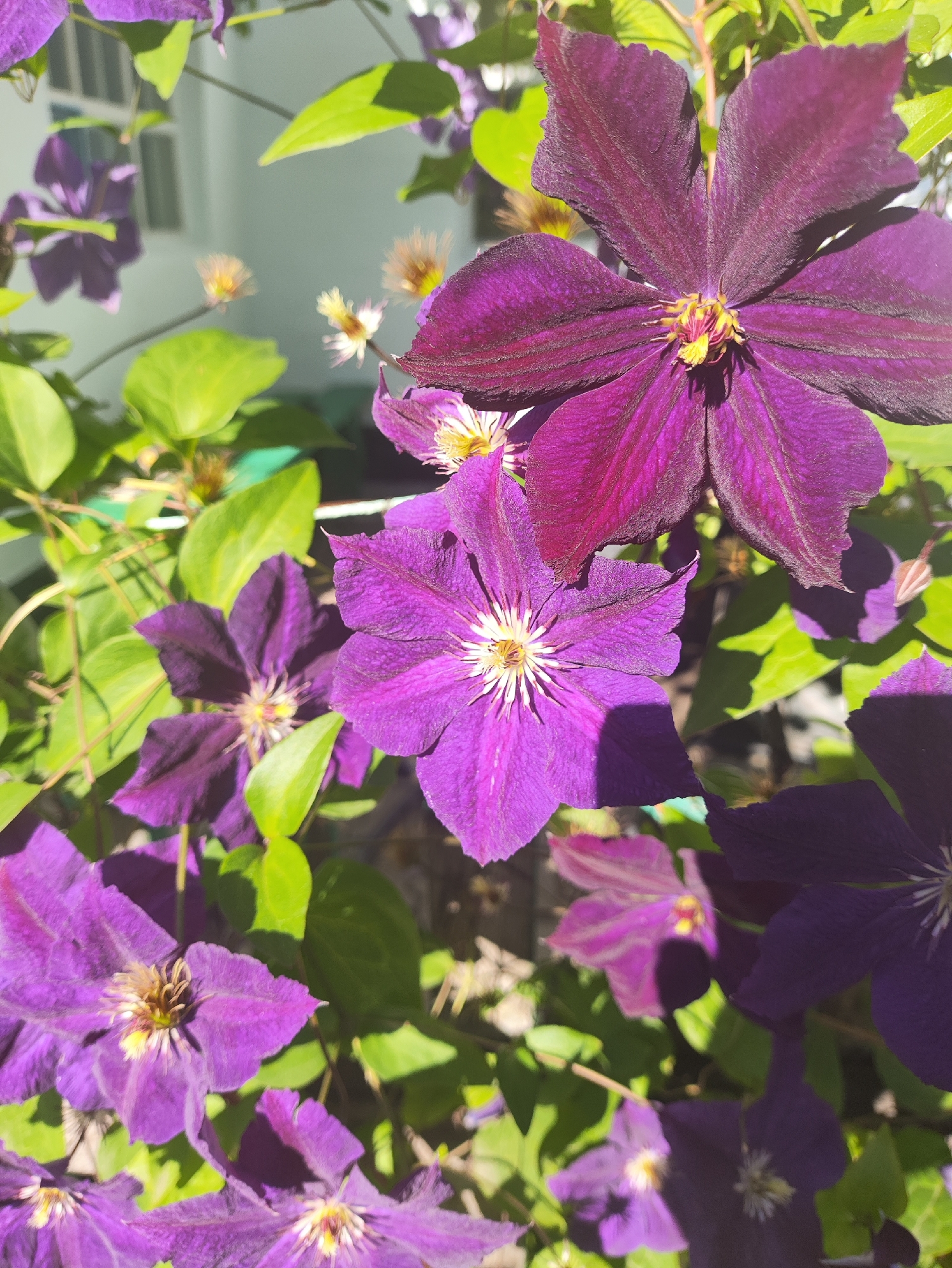 A close-up, eye-level shot captures a cluster of vibrant purple clematis flowers in bloom, interspersed with lush green leaves. Sunlight illuminates the scene, casting shadows and highlighting the delicate textures of the petals and the intricate stamen at the center of each flower. One large clematis bloom dominates the upper right portion of the frame, its deep purple petals slightly unfurling. Below it, a smaller, fully open clematis displays a striking white and yellow center. Other purple flowers and green foliage fill the background, suggesting a garden setting. The image does not contain any people or provide any specific clues about its location within the city of Aktobe, Kazakhstan.