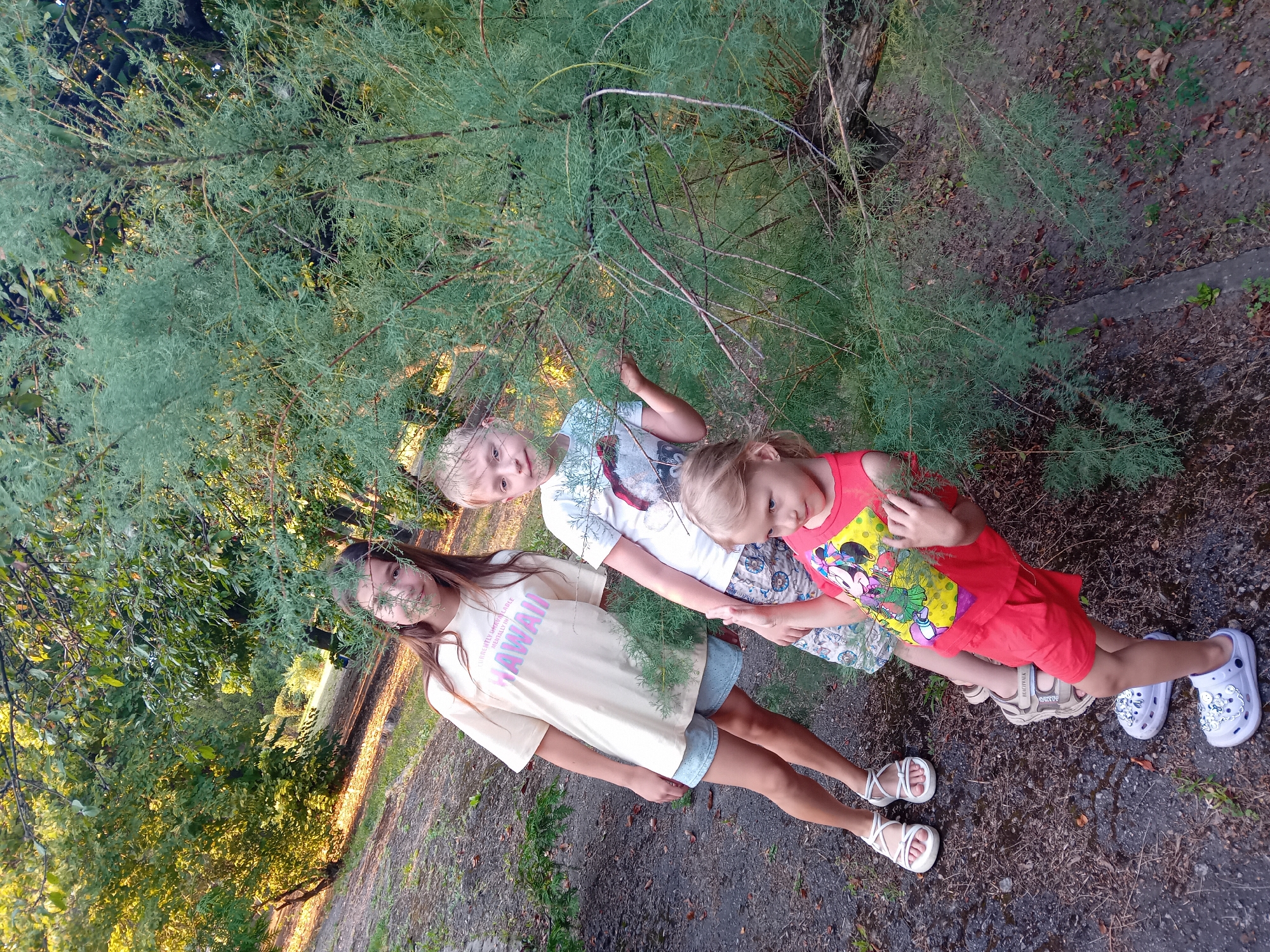 Three children are posing near a tree with thin, feathery leaves. The child on the left, a girl with long brown hair, wears a light yellow t-shirt with "HAWAII" printed on it and light blue shorts. She is standing on the left side of the image, facing slightly to the right. A boy with blond hair stands in the middle, wearing a white t-shirt with a graphic print and patterned shorts. He is peeking out from behind the tree. On the right, a younger girl with blond hair wears a red t-shirt with a cartoon character print and red shorts. She is partially obscured by the tree. The ground is covered with dirt and fallen leaves, with a concrete pathway visible. The background consists of trees and foliage, indicating an outdoor setting, possibly a park or natural area. The lighting suggests it is daytime. This scene is consistent with an outdoor public space in the city of Chuhuiv, Ukraine, such as a park or a recreational area.