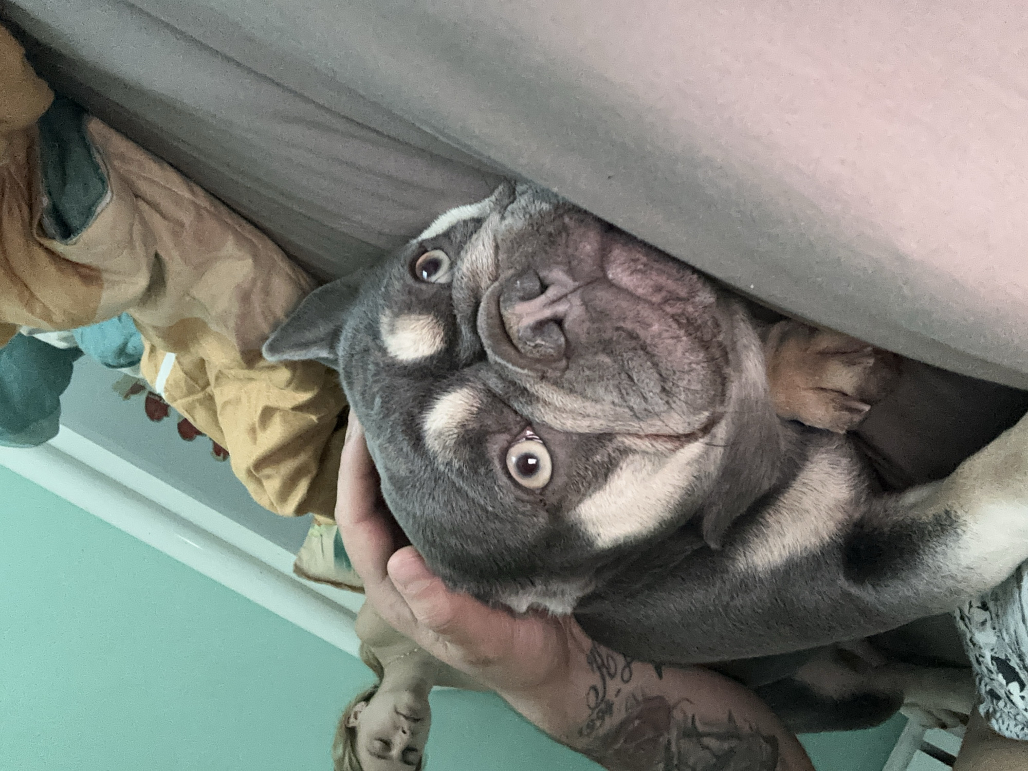 In an indoor setting, likely a bedroom, a close-up shot focuses on the face of a blue and tan French bulldog. The dog has wide, alert eyes and a wrinkled snout. A human hand is gently stroking the dog's head. In the blurred background, a person with blonde hair is asleep, lying on a bed with a light blue wall behind them. The bed is covered with a grey blanket and a rumpled tan and orange comforter. The overall scene suggests a moment of rest and affection.