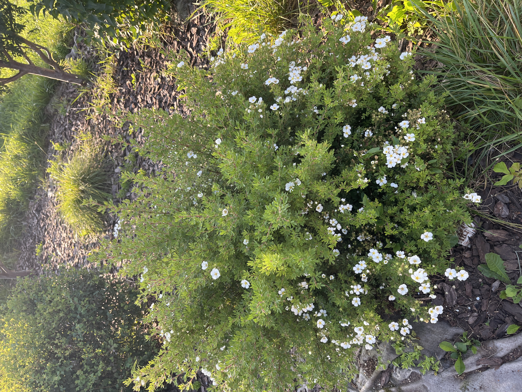 The image shows a dense, leafy green shrub with numerous small white flowers, many with yellow centers, blooming throughout its branches. The shrub is well-lit by what appears to be natural sunlight, casting dappled shadows on the surrounding area. In the background, there are more green shrubs and a section of ground covered in dark wood mulch, interspersed with patches of green grass. A thin tree trunk with sparse branches is visible further back. The scene is likely a garden or park setting. Given the provided context, this scene is located in Ufa, Russia.