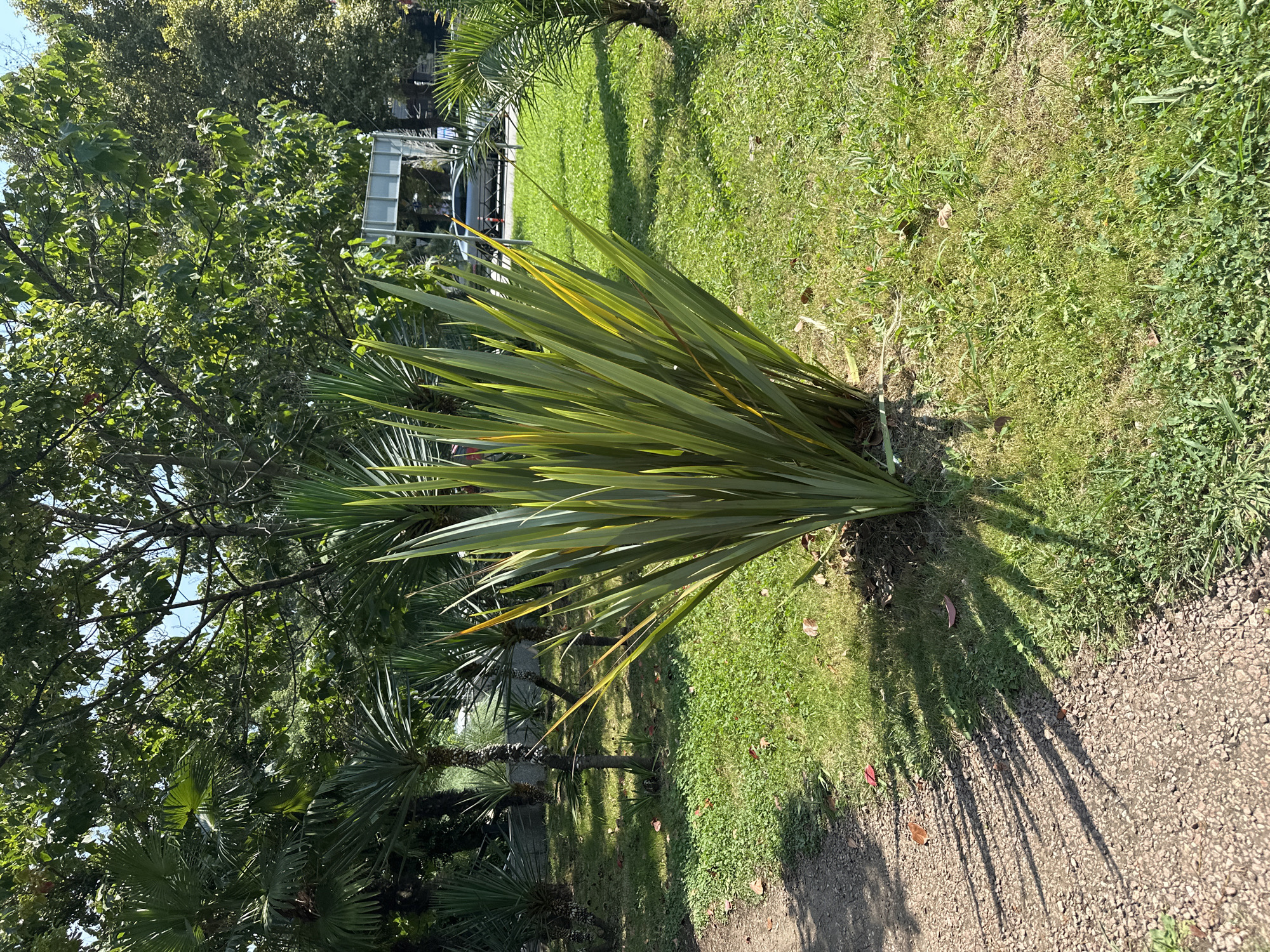 The image depicts a public park in Sochi, Russia, bathed in bright sunlight. The foreground is dominated by a patch of lush green grass, interspersed with some dry patches and fallen leaves. To the left, a gravel path winds its way through the park, casting long, distinct shadows. In the center of the frame, a large, bushy plant with long, arching green leaves, some tinged with yellow, stands prominently.
Behind this central plant, the park reveals a variety of palm trees, their fronds reaching towards the clear blue sky. The background shows more dense greenery from mature trees, creating a sense of depth and abundance. Further in the distance, a modern traffic sign and a silver car on a road suggest the proximity of an urban area to this natural oasis. The overall impression is one of a well-maintained, vibrant park, likely a popular spot for relaxation and recreation in Sochi.