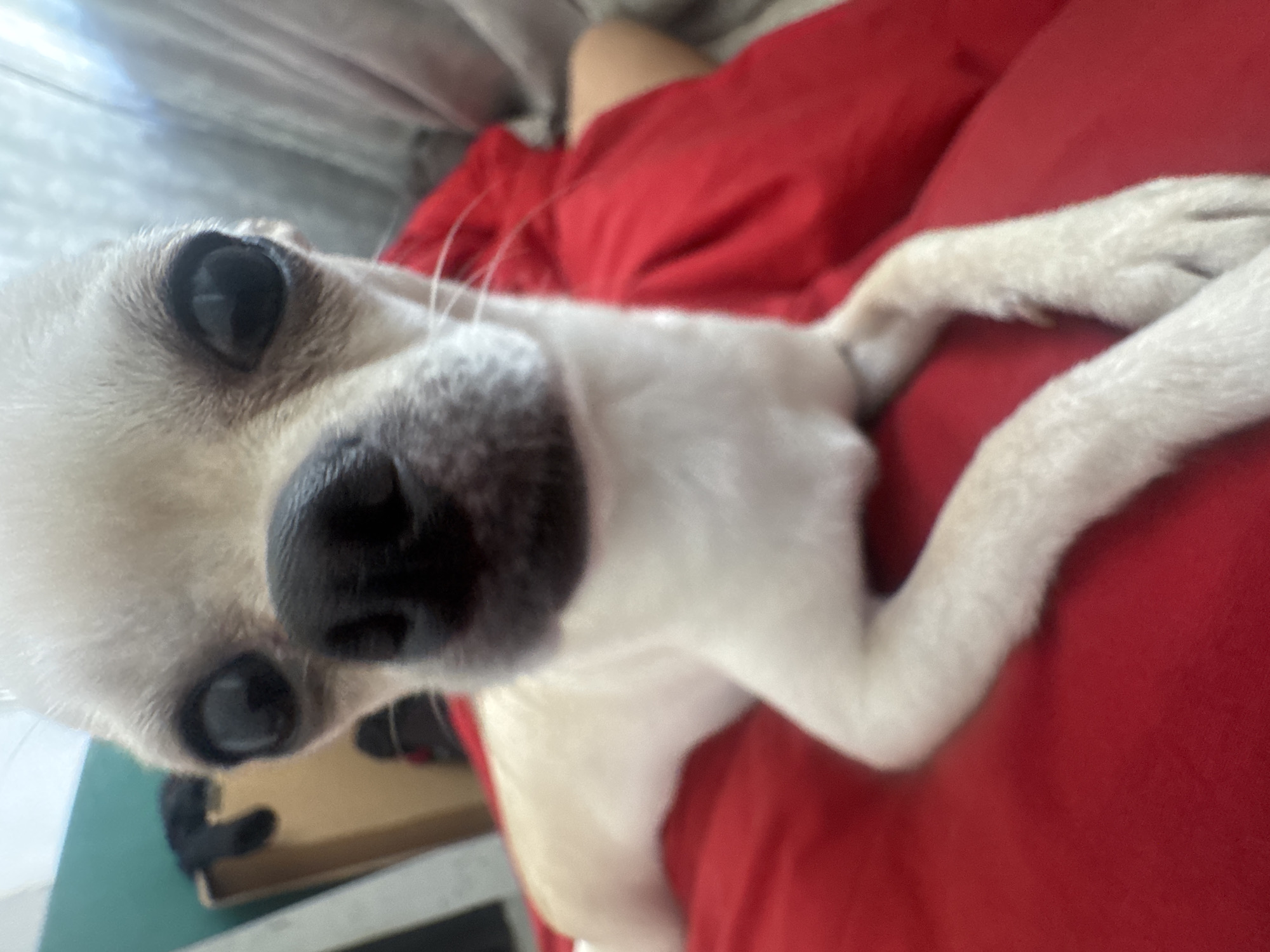A close-up shot features a small, white Chihuahua dog with large, dark eyes and a prominent black nose. The dog's head and front paws are in focus. The dog is laying on something red, that might be a blanket or piece of clothing. The background is blurry and tilted, showing glimpses of a window frame. No people are visible in the image. The location is not discernible from the image.