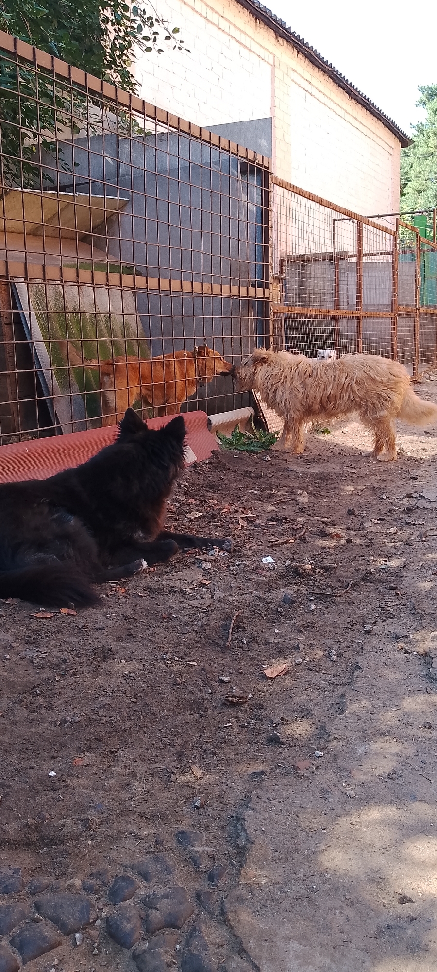In Belgorod, Russia, two dogs are visible in an outdoor enclosure. A black, long-haired dog is lying down in the foreground, facing left. Behind it, a tan-colored dog is standing, appearing to interact with another dog visible through a metal fence. The enclosure has a dirt and gravel ground. A brick building with a worn roof is in the background, with some green foliage visible. The scene suggests a dog shelter or a similar facility.