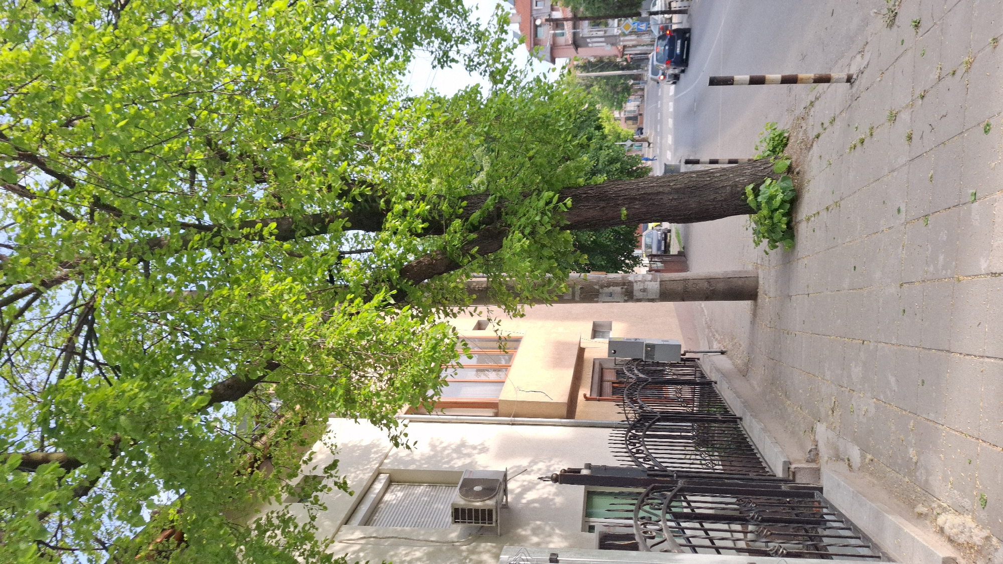 The image captures a scene in Blagoevgrad, Bulgaria, showcasing a tree growing directly on a sidewalk adjacent to a street. The tree's trunk is thick and partially covered with green foliage at its base. The tree extends its branches over the sidewalk and partially obscures a building. The building has a light beige facade, visible windows, and an air conditioning unit attached to its exterior. A decorative black iron fence separates the sidewalk from the building's base. The sidewalk is paved with gray rectangular stones. In the background, cars are seen driving on the street, and buildings line the opposite side of the road. Black and white striped bollards are placed along the sidewalk edge near the street.