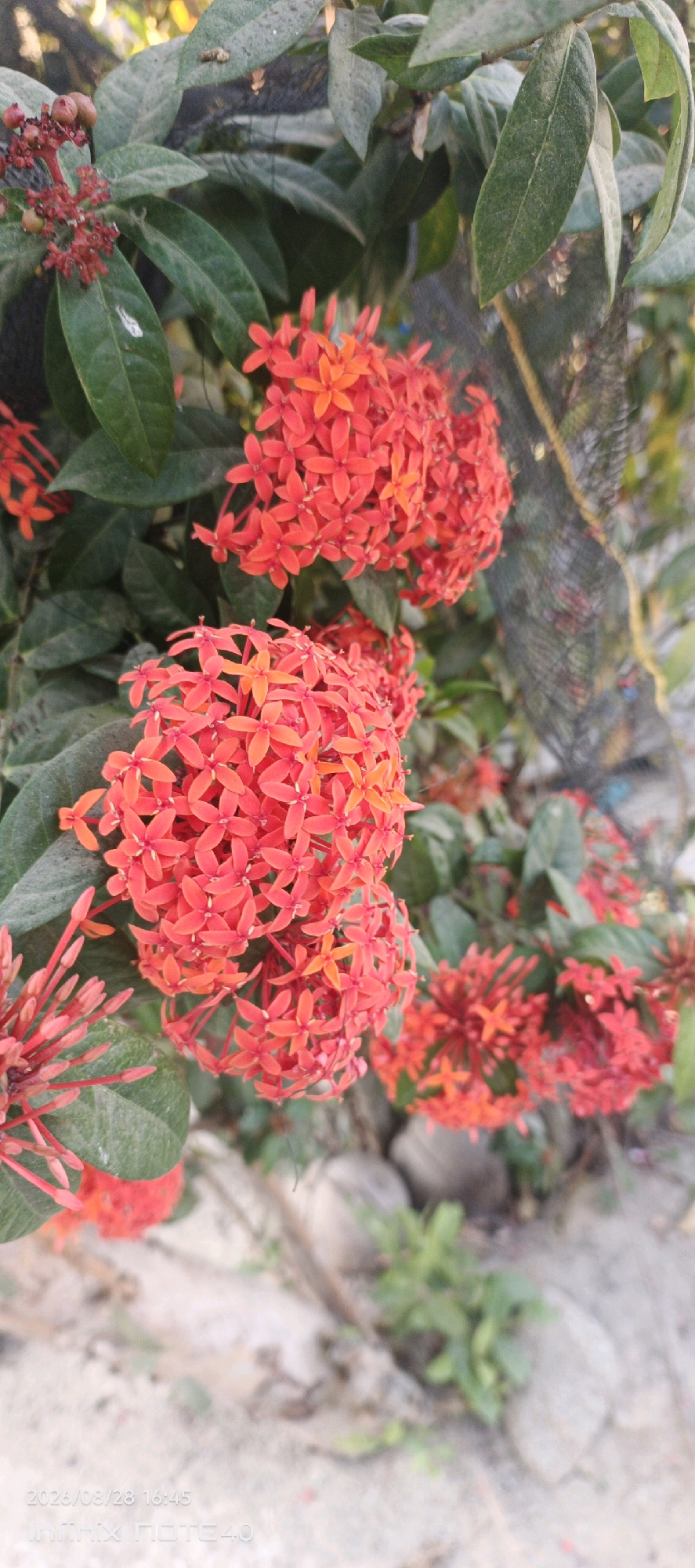The image displays a cluster of vibrant red Ixora flowers, also known as jungle flame or flame of the woods, in Sidodadi, Indonesia. The flowers are arranged in dense, rounded clusters, with each individual flower possessing four small petals. They are growing on a bush with dark green, glossy leaves, some of which are slightly dusty. In the background, a black mesh netting is visible, partially obscuring a blurred yellow object and hints of greenery. The ground below the plant appears to be a mixture of dirt and small pebbles, with a few sparse green sprouts emerging. A watermark at the bottom of the image indicates the date and time "2026/08/23 16:45" and the device "Infinix NOTE 4.0". The lighting suggests it is daytime, possibly late afternoon given the watermark.